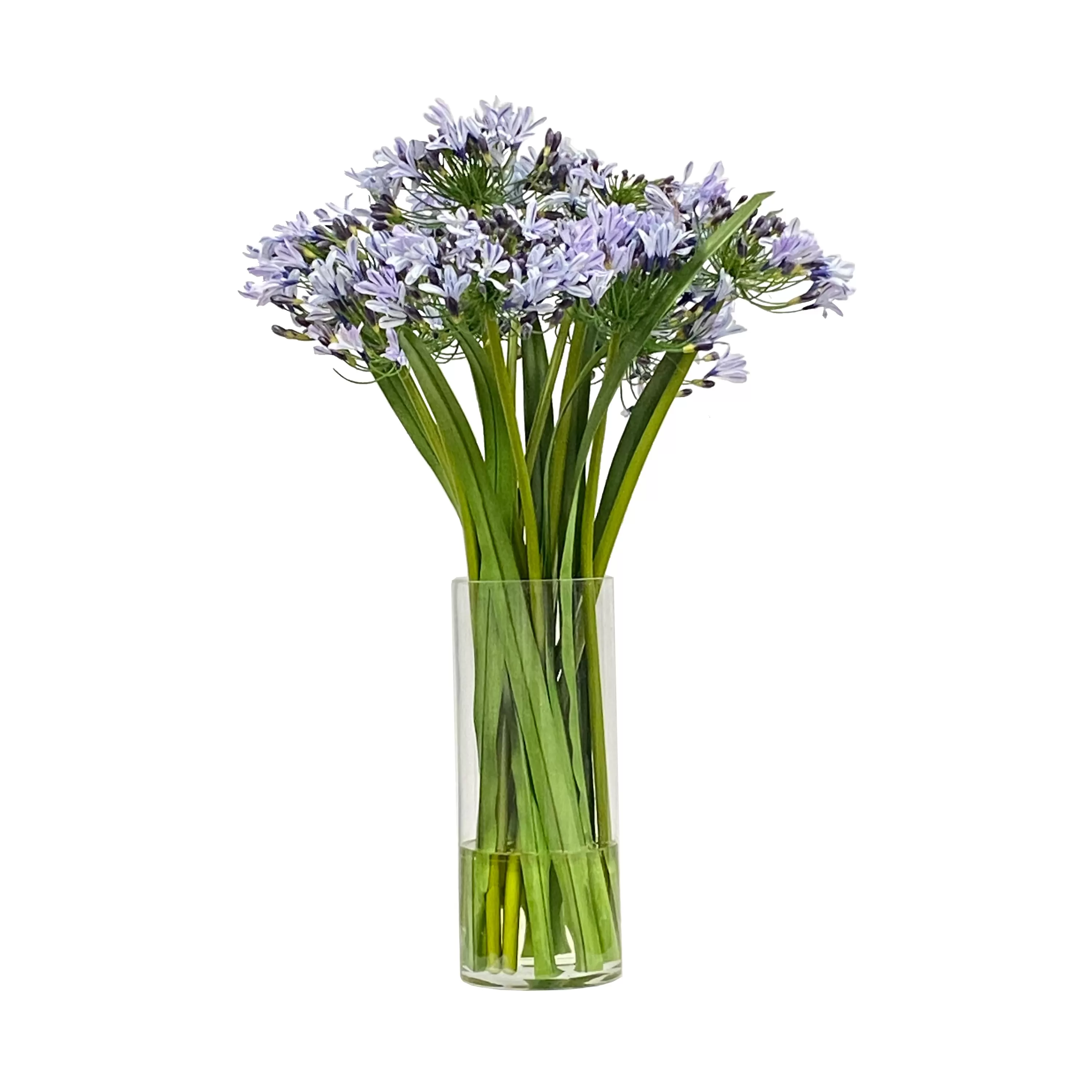 Online Agapanthus in Glass Vase Tabletop