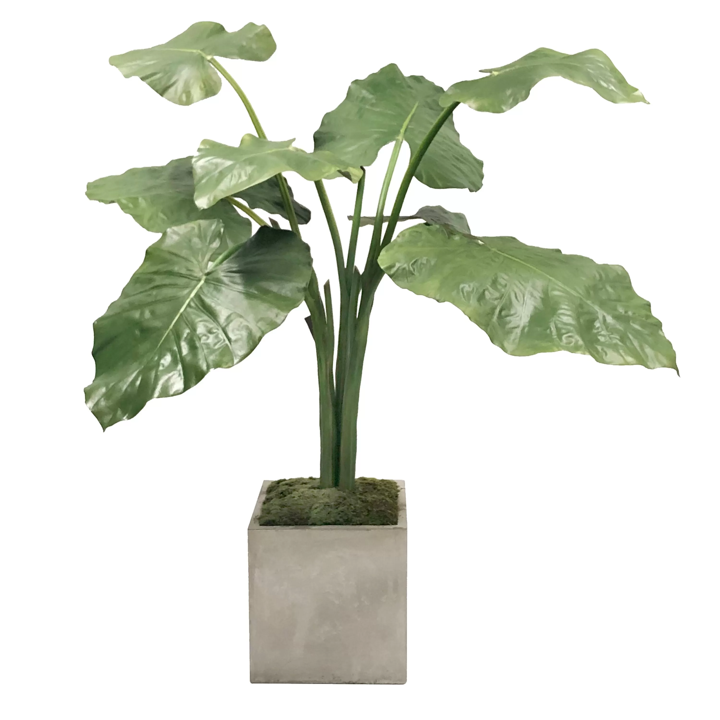 Best Alocasia in Planter 4-ft tall Large Trees