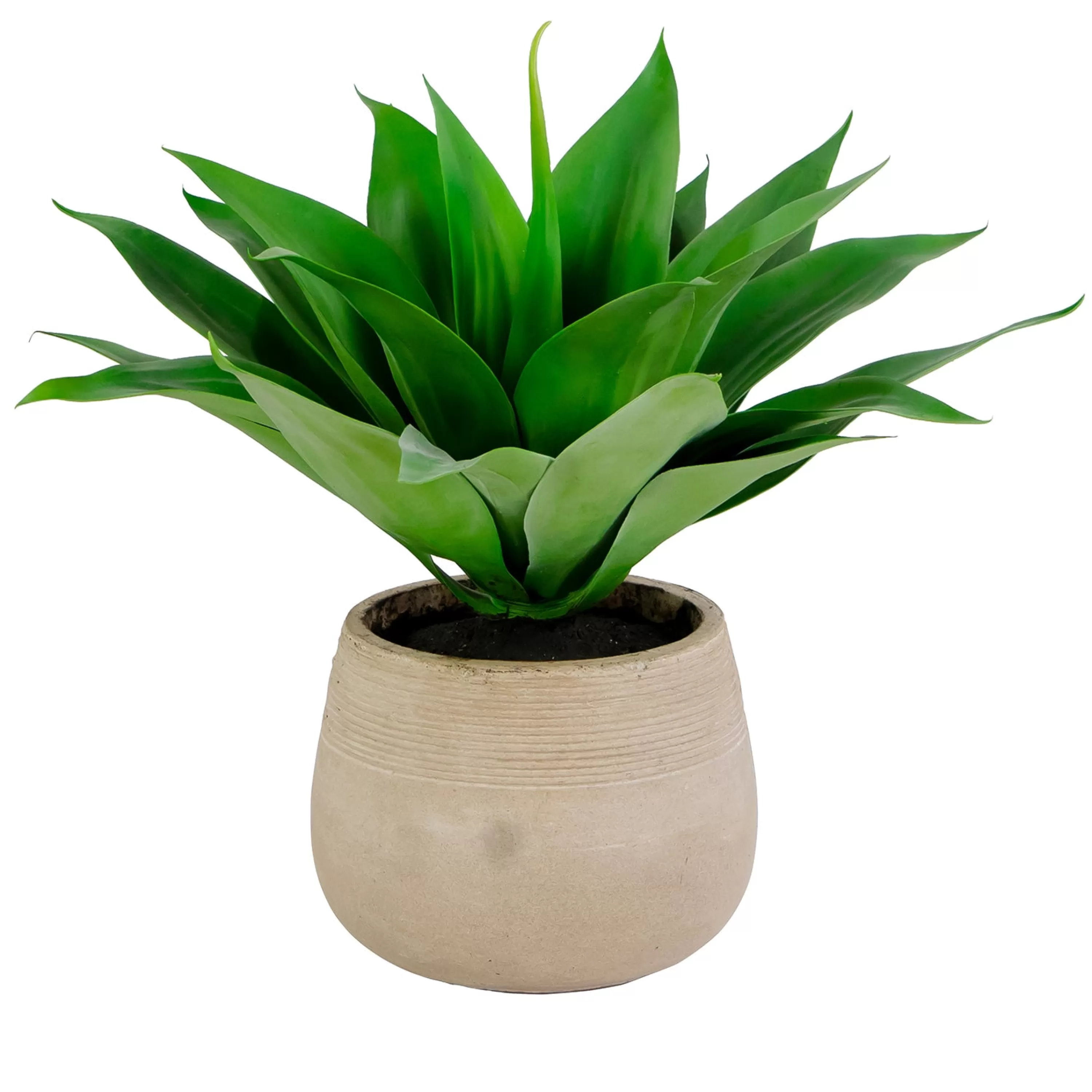 Clearance Aloe in Calistoga Planter 21-inches tall Succulent Arrangements