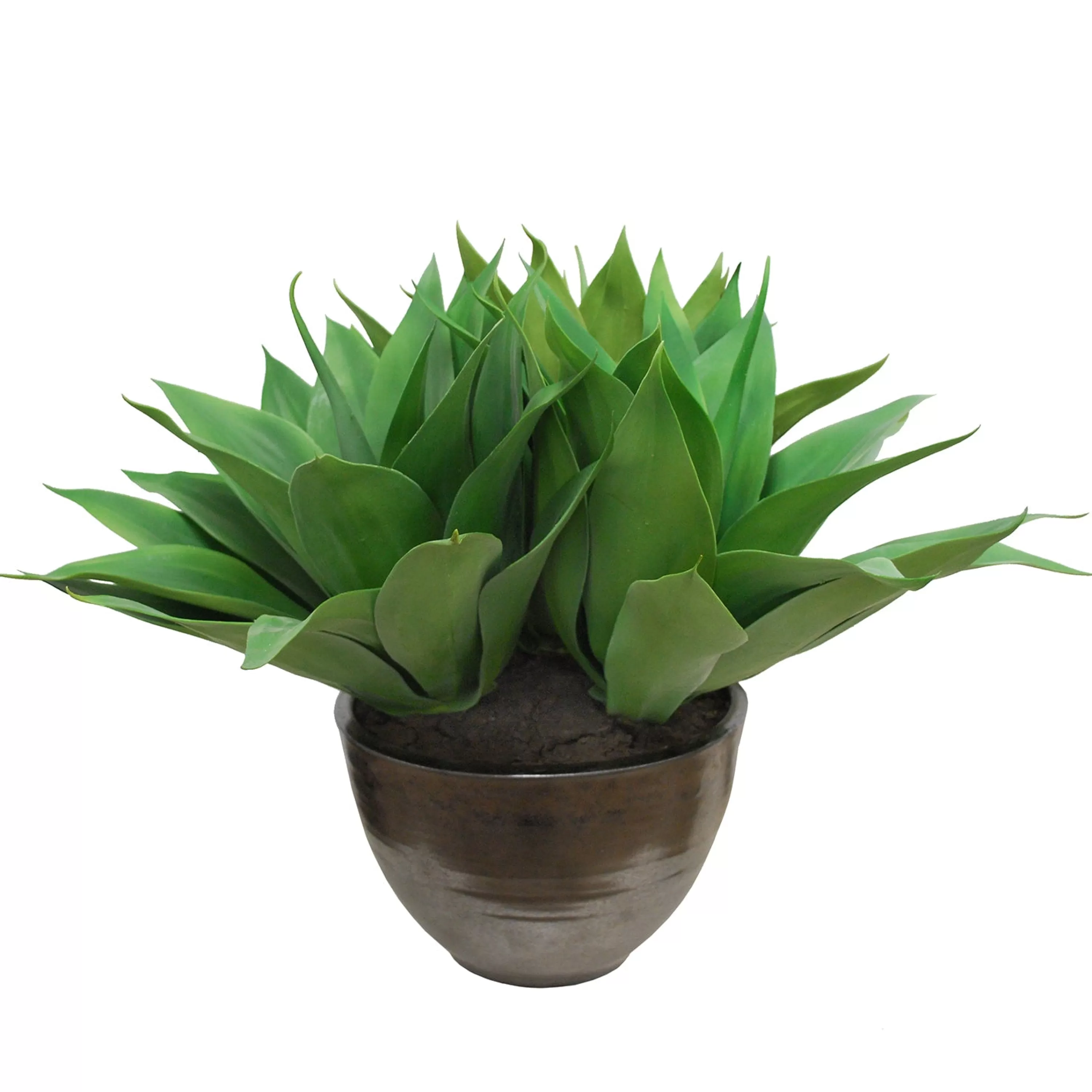 Best Aloe in Crete Bowl 22-inches tall Succulent Arrangements | Urban