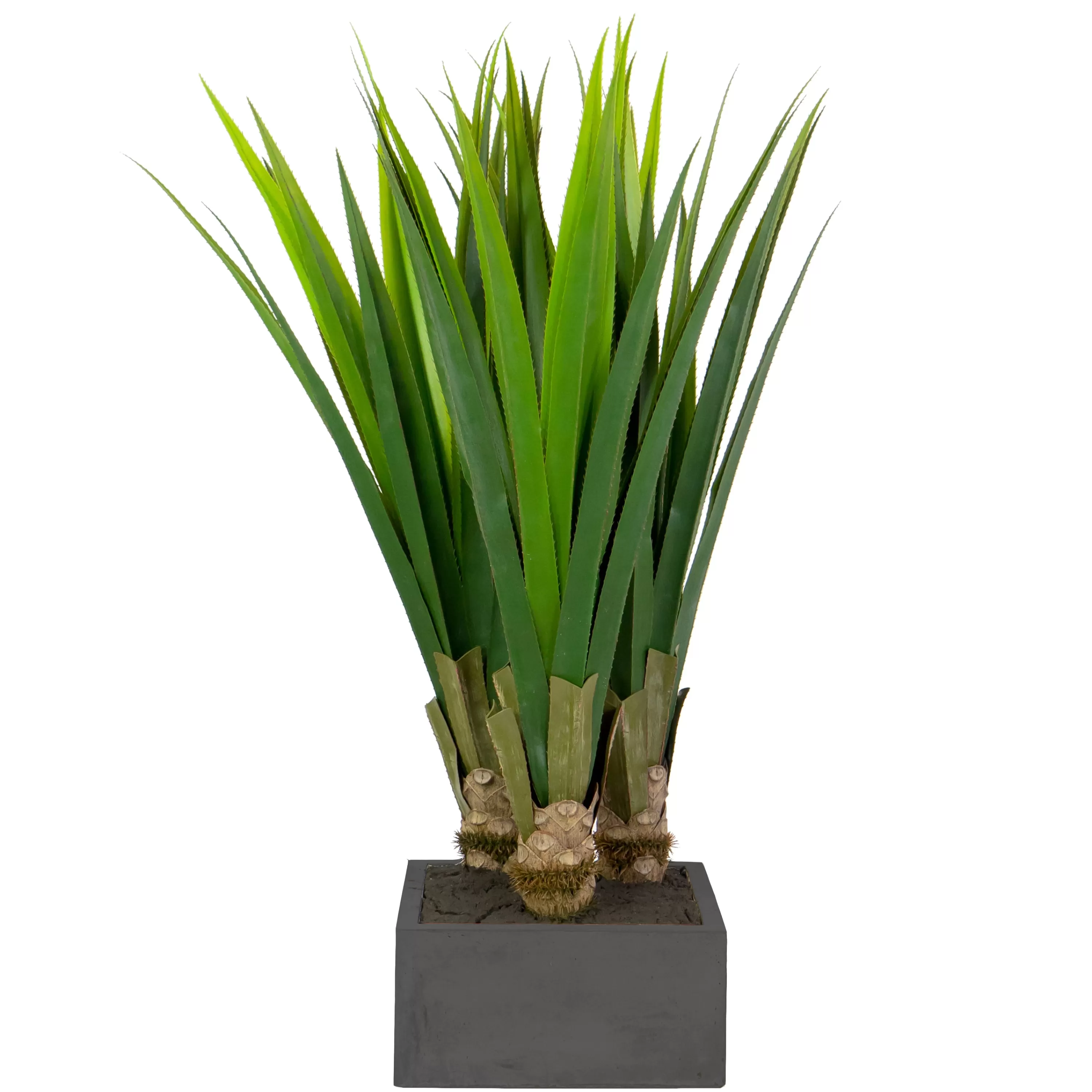 Online Aloe in Square Stonecast Planter 4' Succulent Arrangements | Outdoor Patio