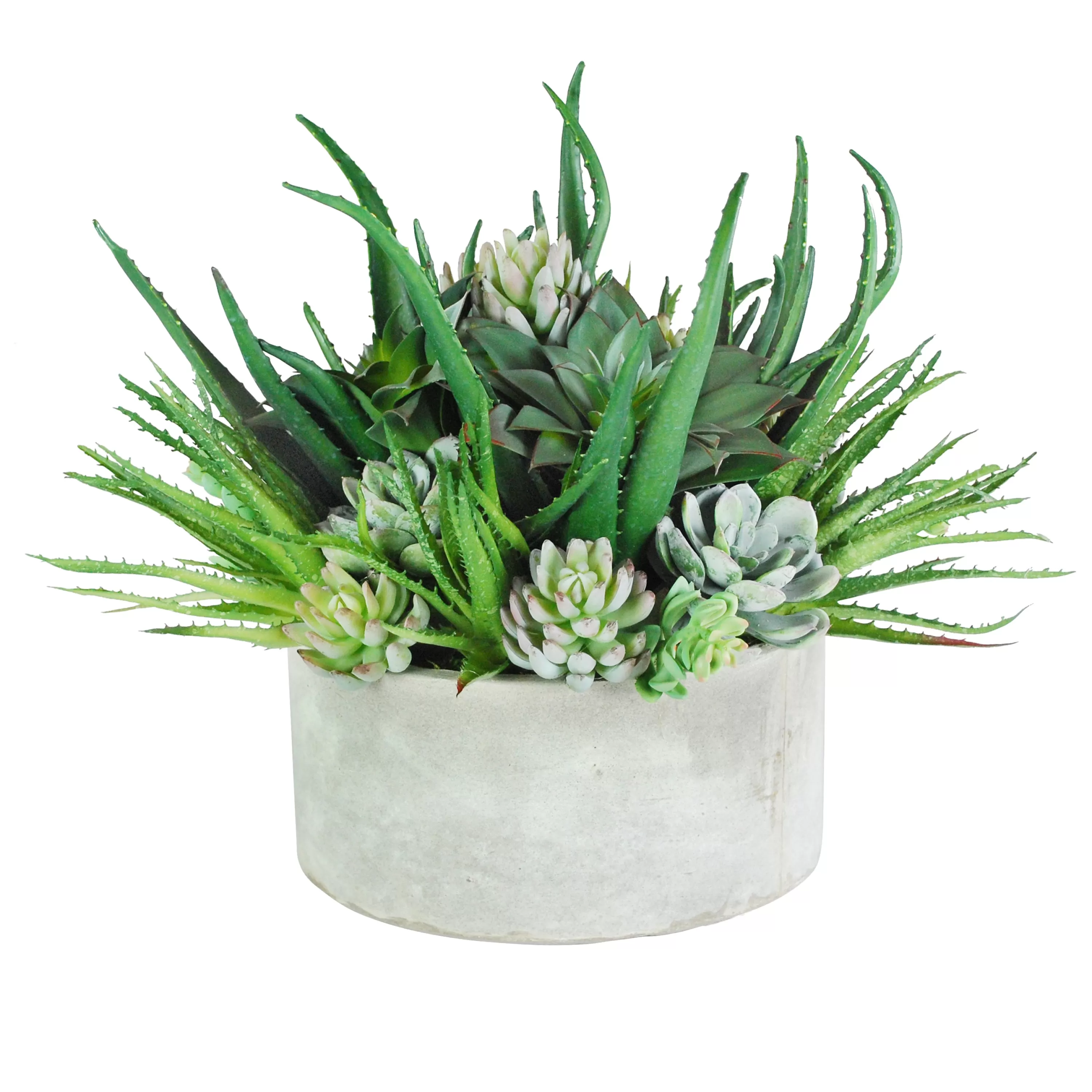 Outlet ALOE SUCCULENTS MIX IN TRAY 16" Succulent Arrangements