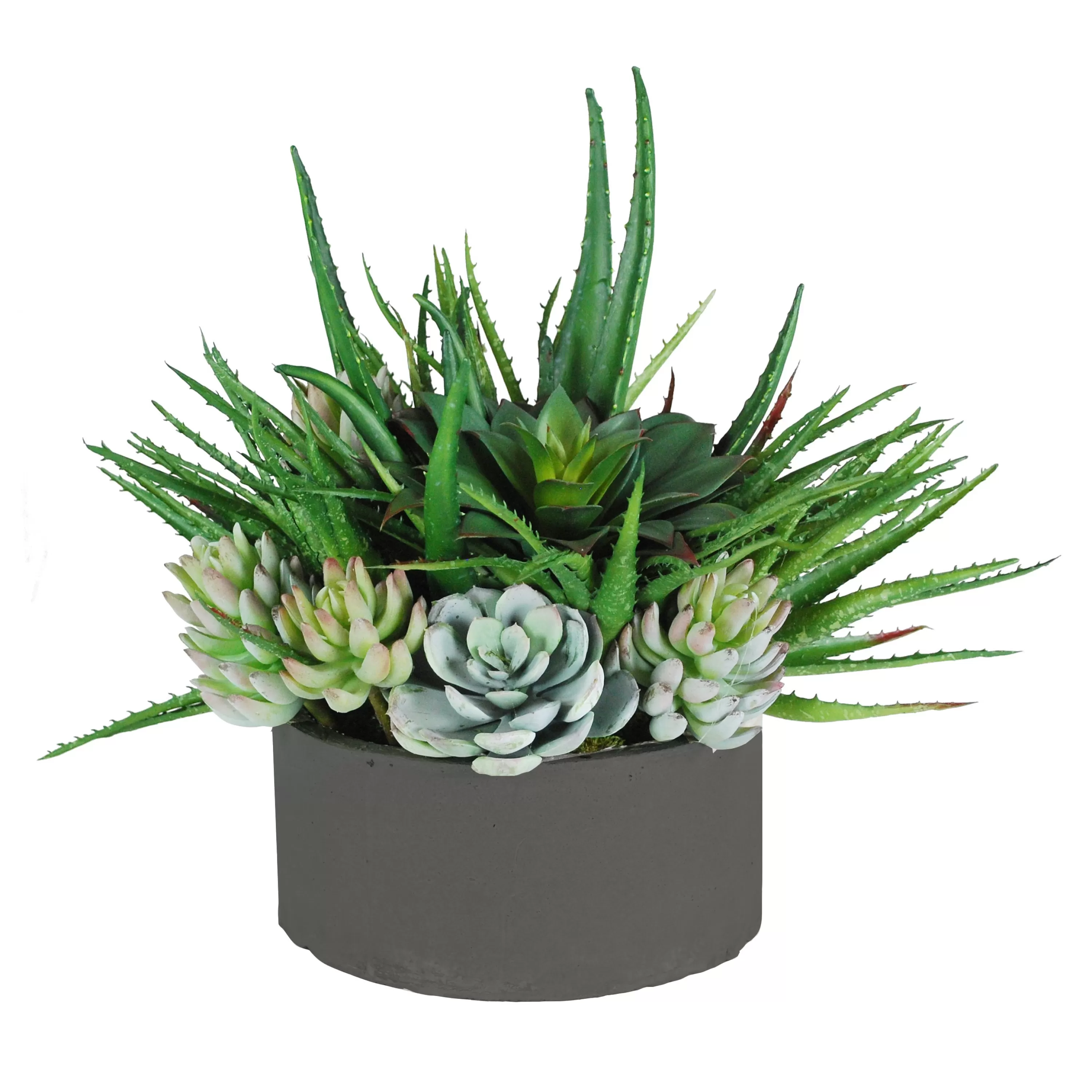 New ALOE SUCCULENTS MIX IN TRAY 15" Succulent Arrangements | Outdoor Patio