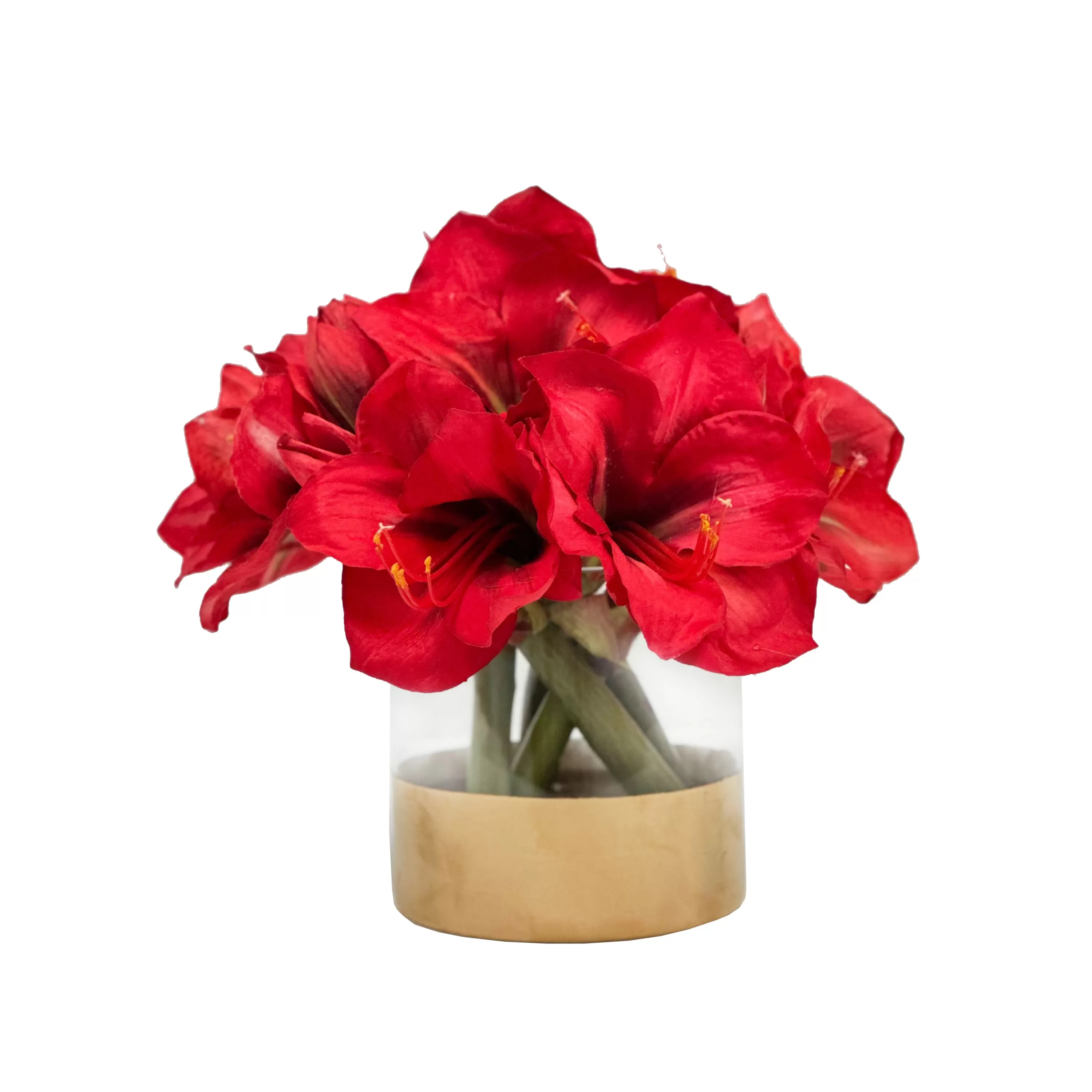 Shop Amaryllis in Cylinder 11" Our Favorite Holiday Decor