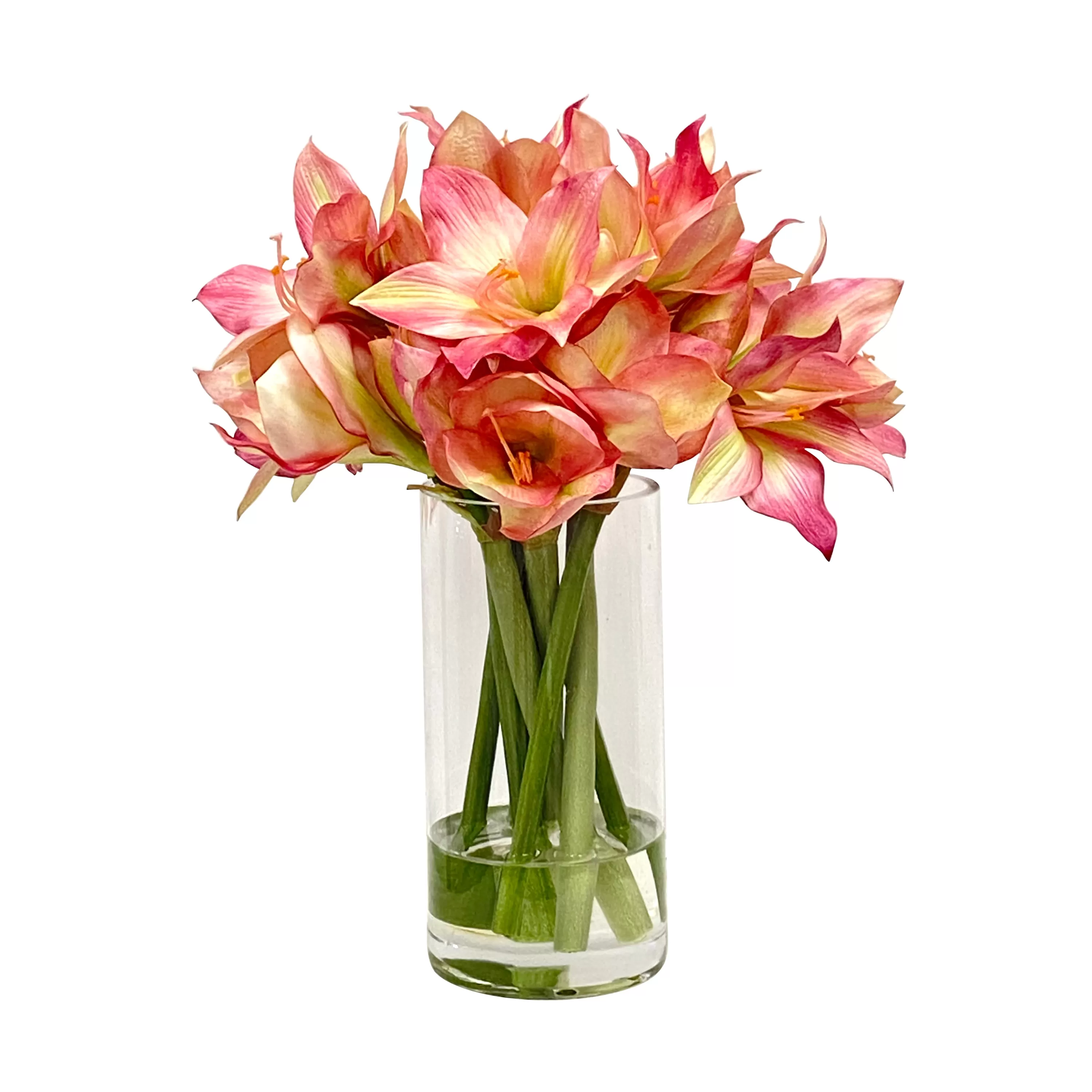 Best Sale Amaryllis in Cylinder Vase 17" Manhattan