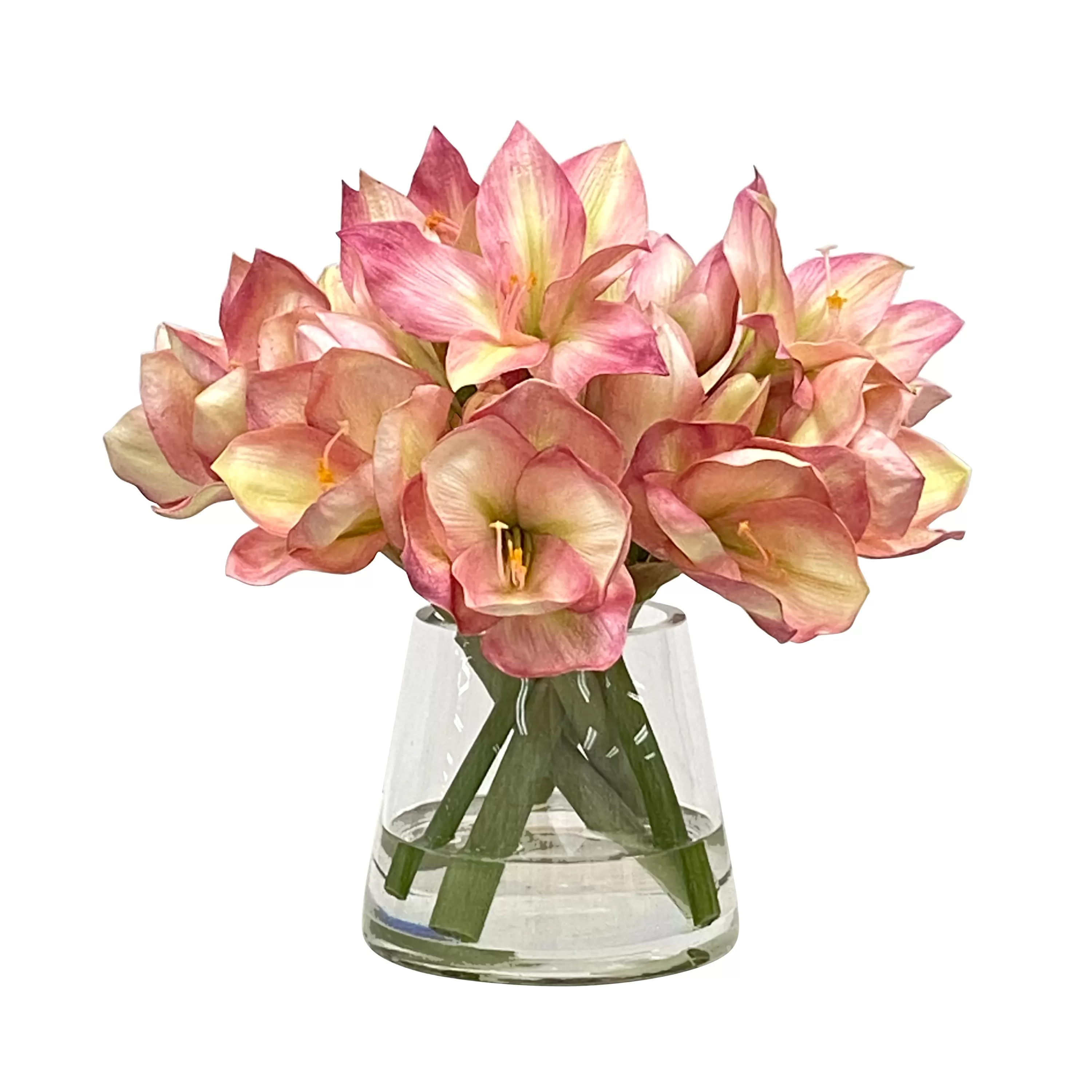 Flash Sale AMARYLLIS IN VASE 14" Manhattan