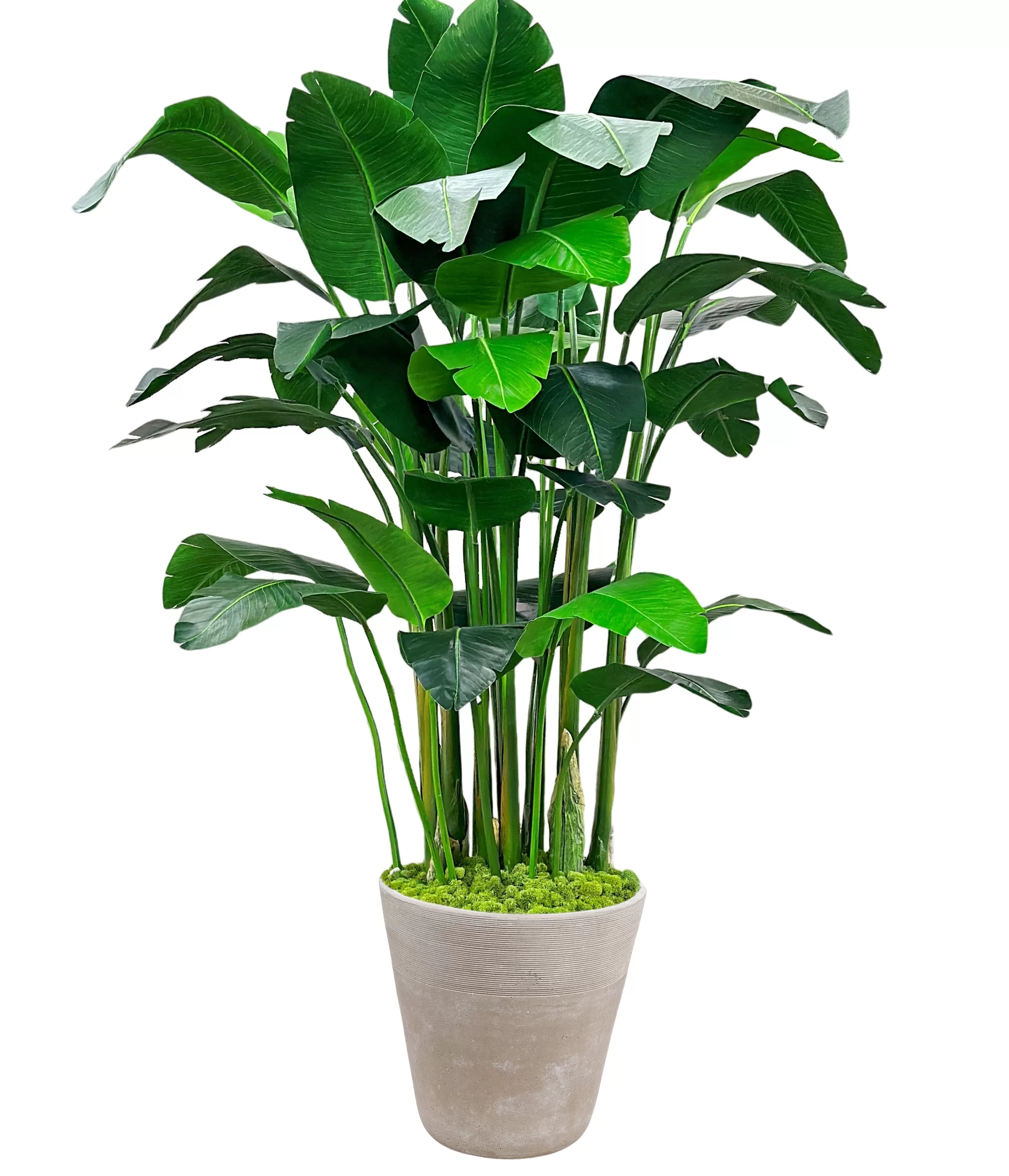 Discount Banana Palm in Planter 84" Large Trees