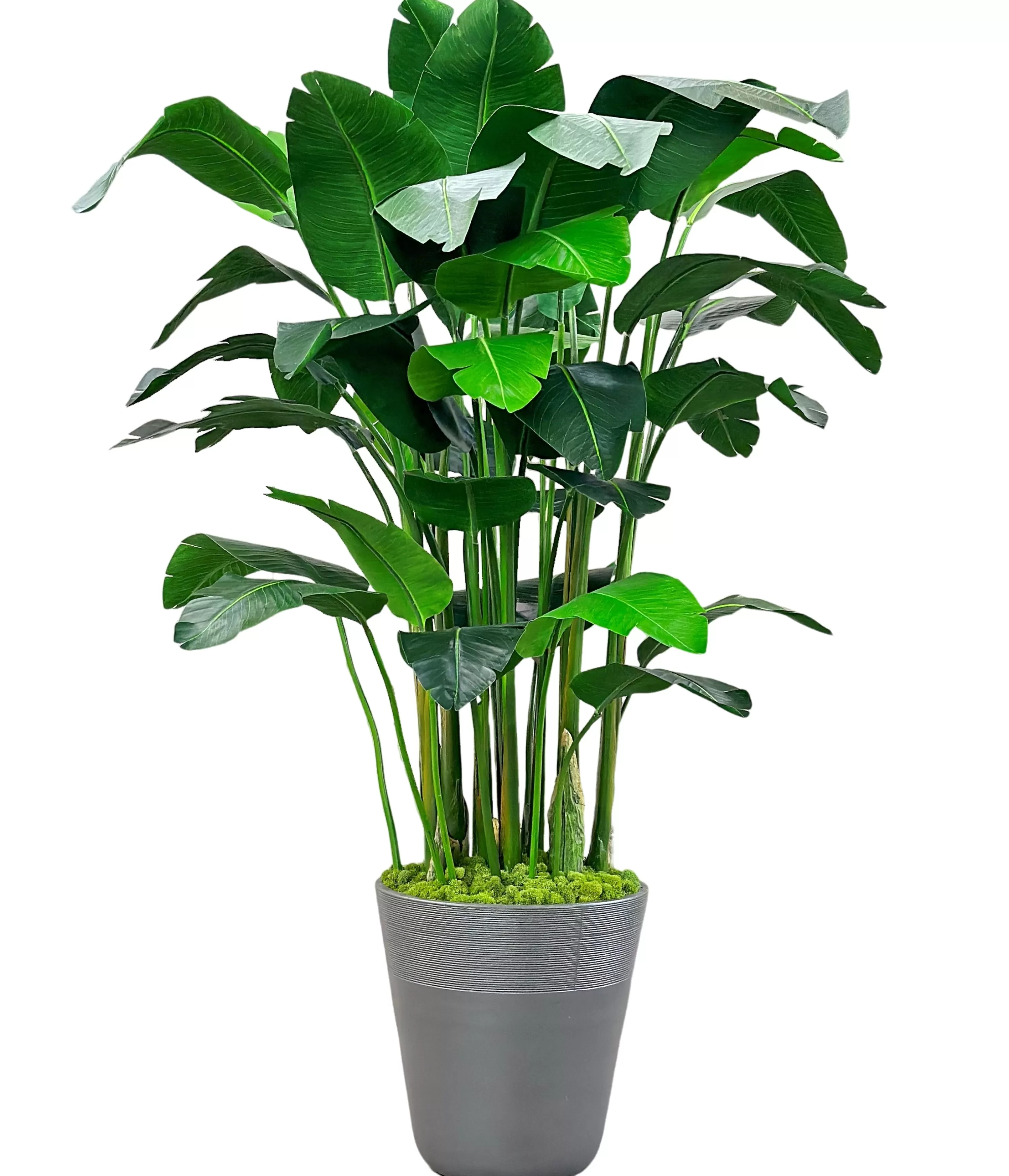 Best Banana Palm in Planter 84" Large Trees