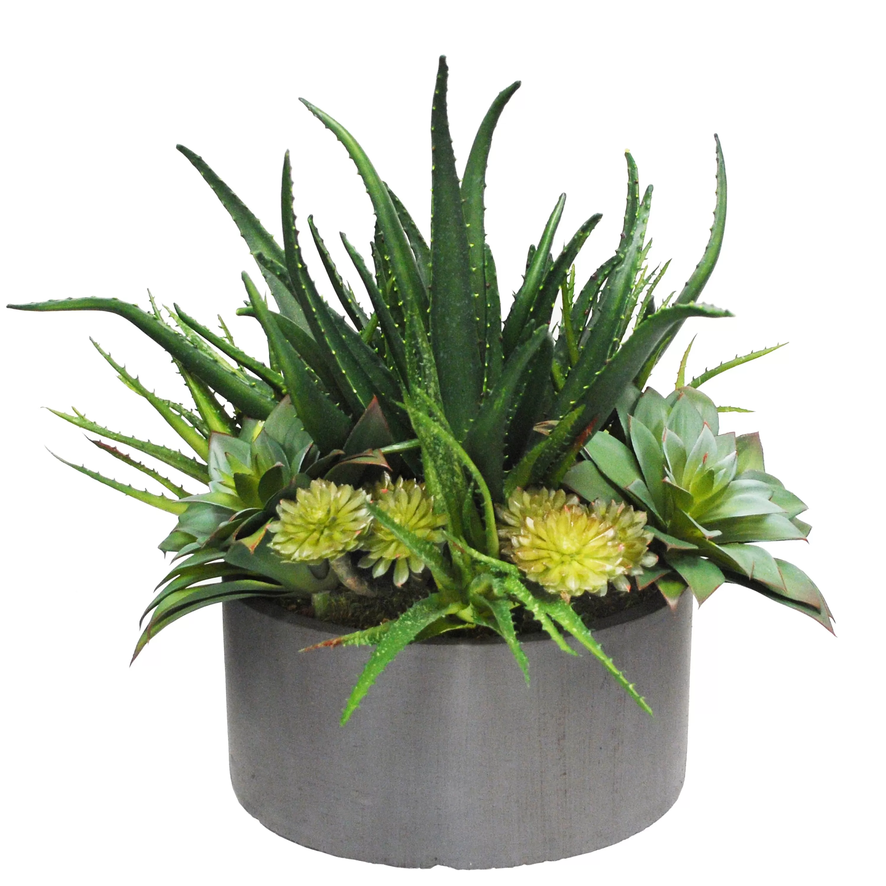 Best BASAL ALOE SUCCULENT PLANTER (WHD205-GYGR) Succulent Arrangements | Tabletop