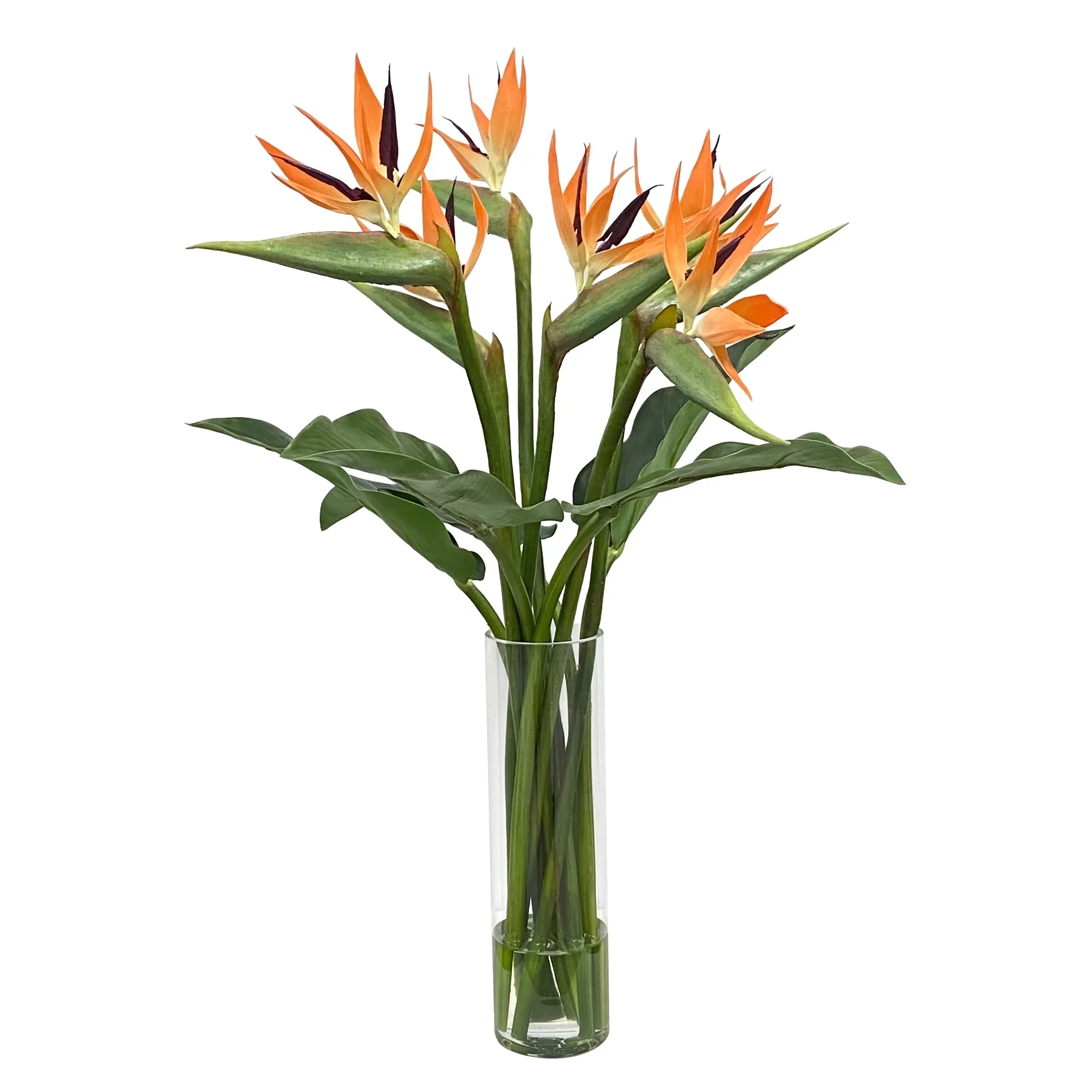 Shop Bird of Paradise in Vase 33" Urban