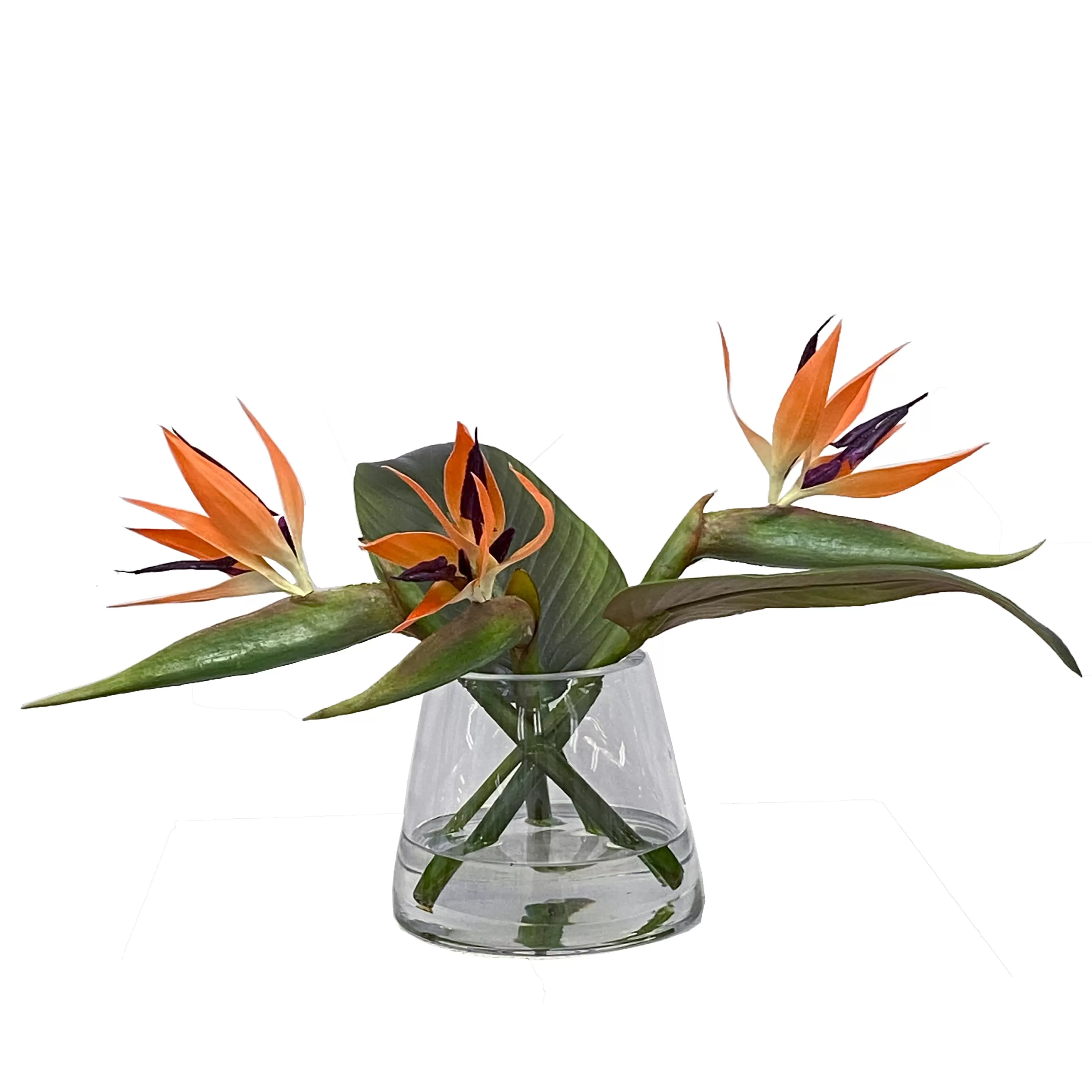 Store Bird of Paradise in Vase 11" Urban