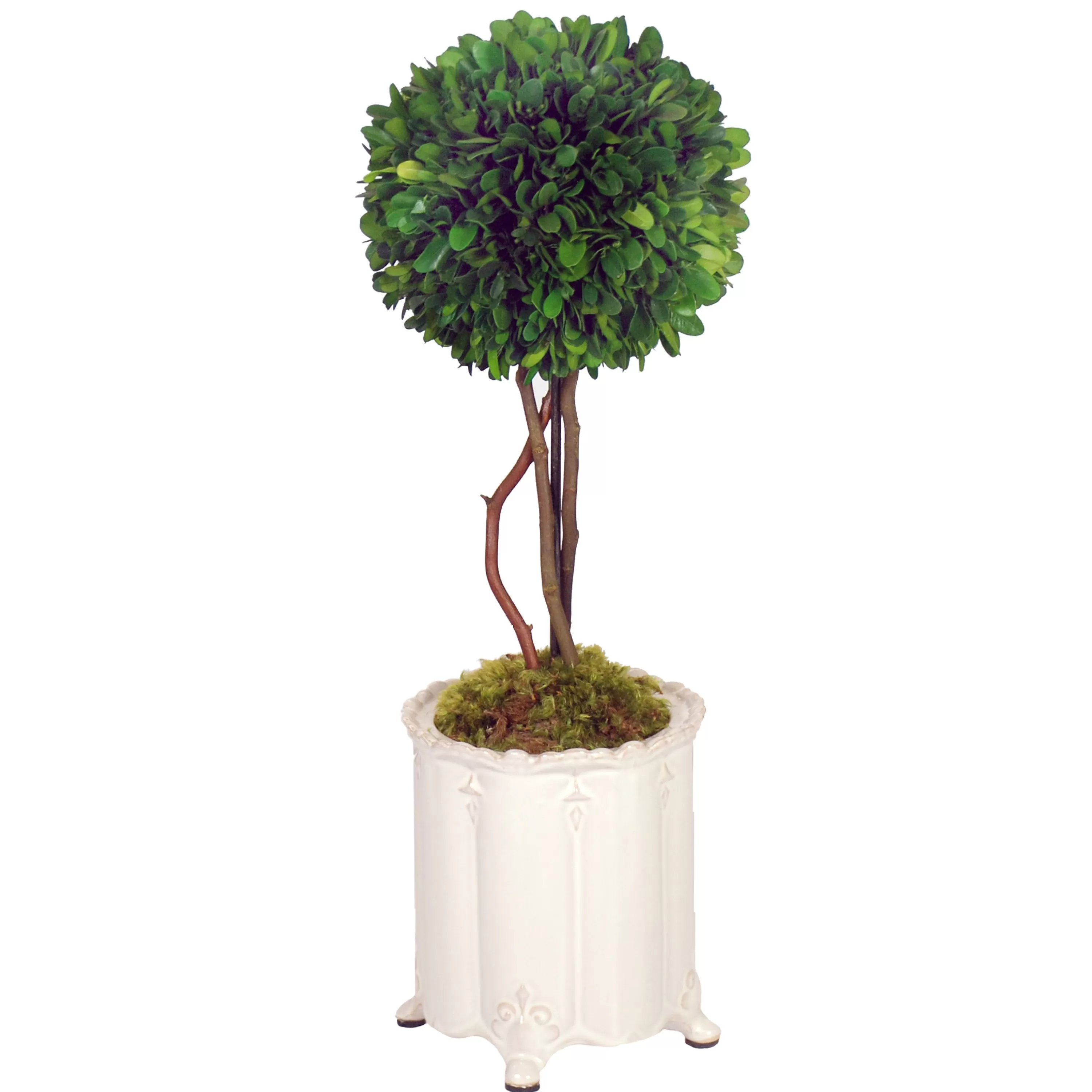 Fashion BOXWOOD BALL TOPIARY IN CANISTER VASE (WHD117-GR) Tabletop Greenery | Tabletop