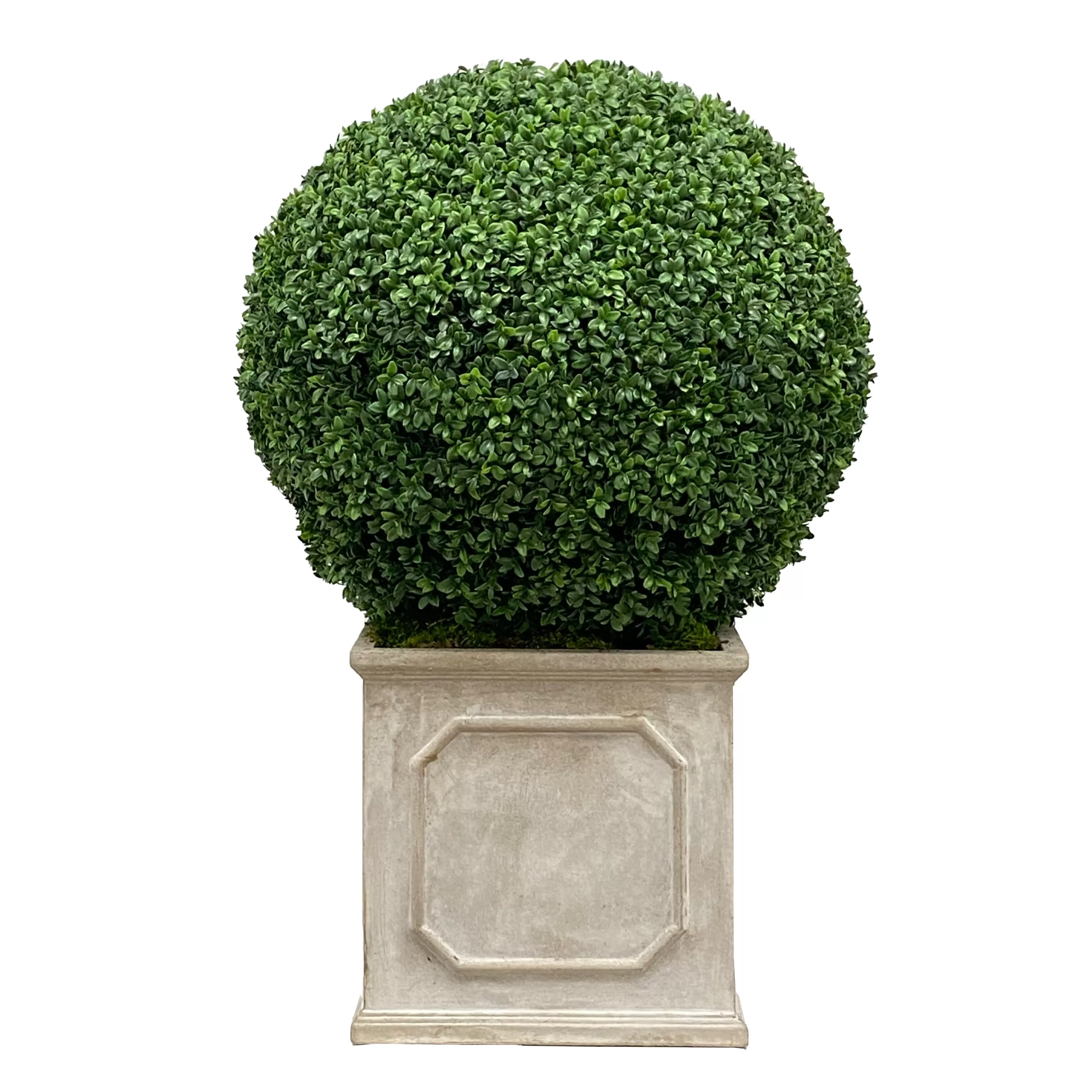 New 24" Boxwood in Planter Indoor & Outdoor Boxwoods | Outdoor Patio