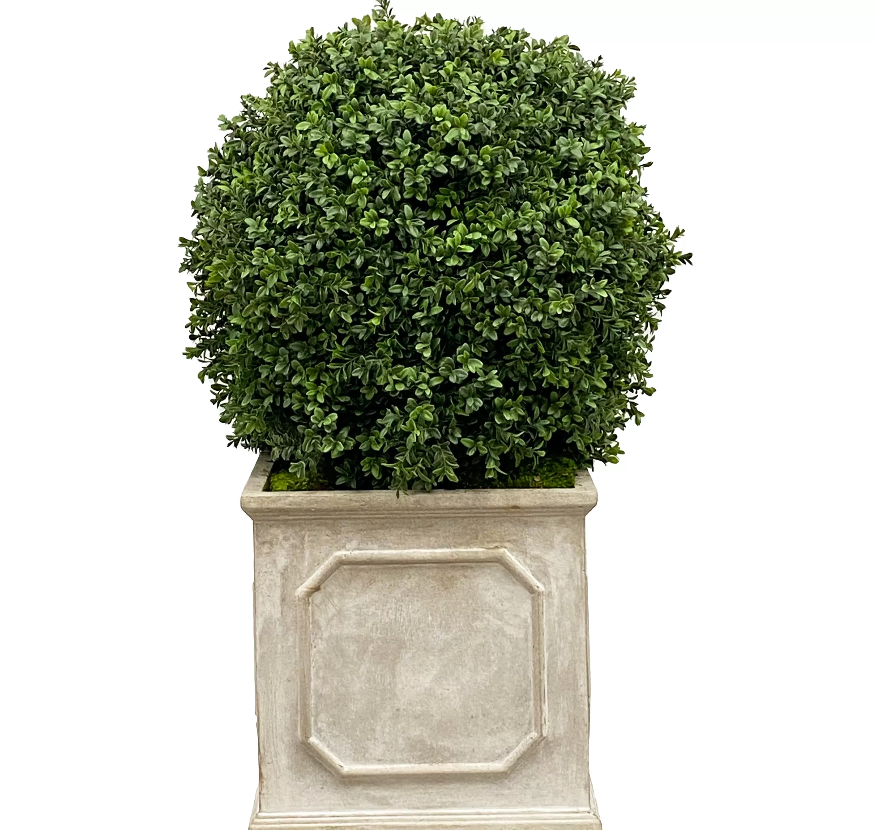 Fashion 18" Boxwood in Planter Indoor & Outdoor Boxwoods | Outdoor Patio