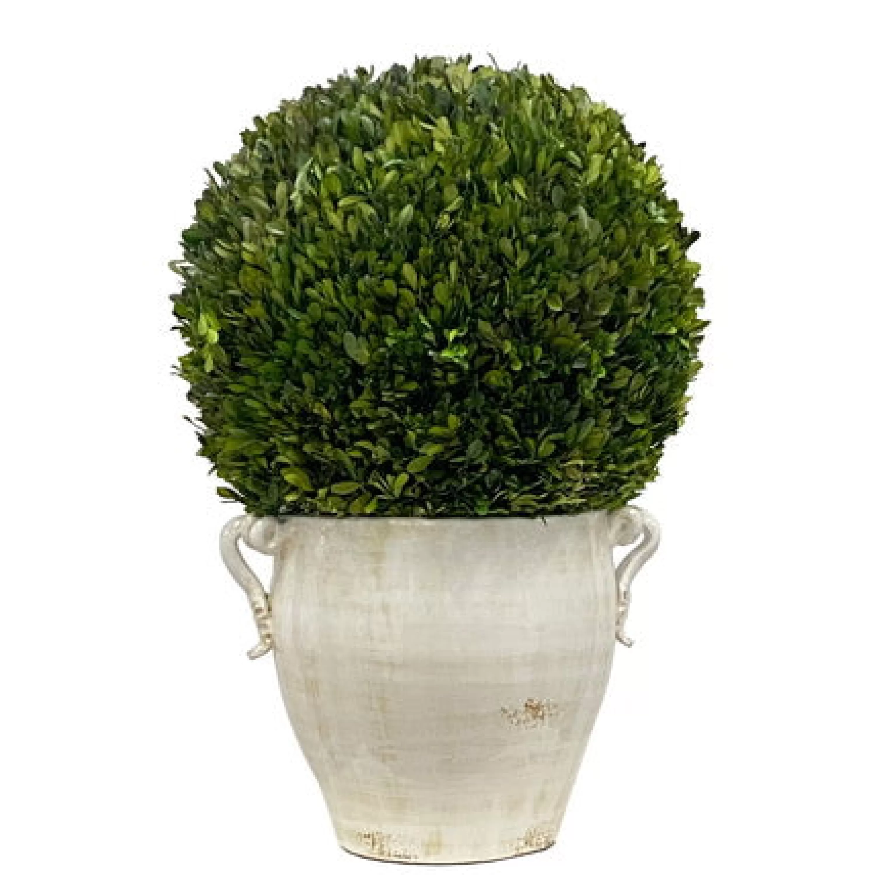 Outlet BOXWOOD IN PLANTER 28'' Preserved Boxwoods | Rutherford