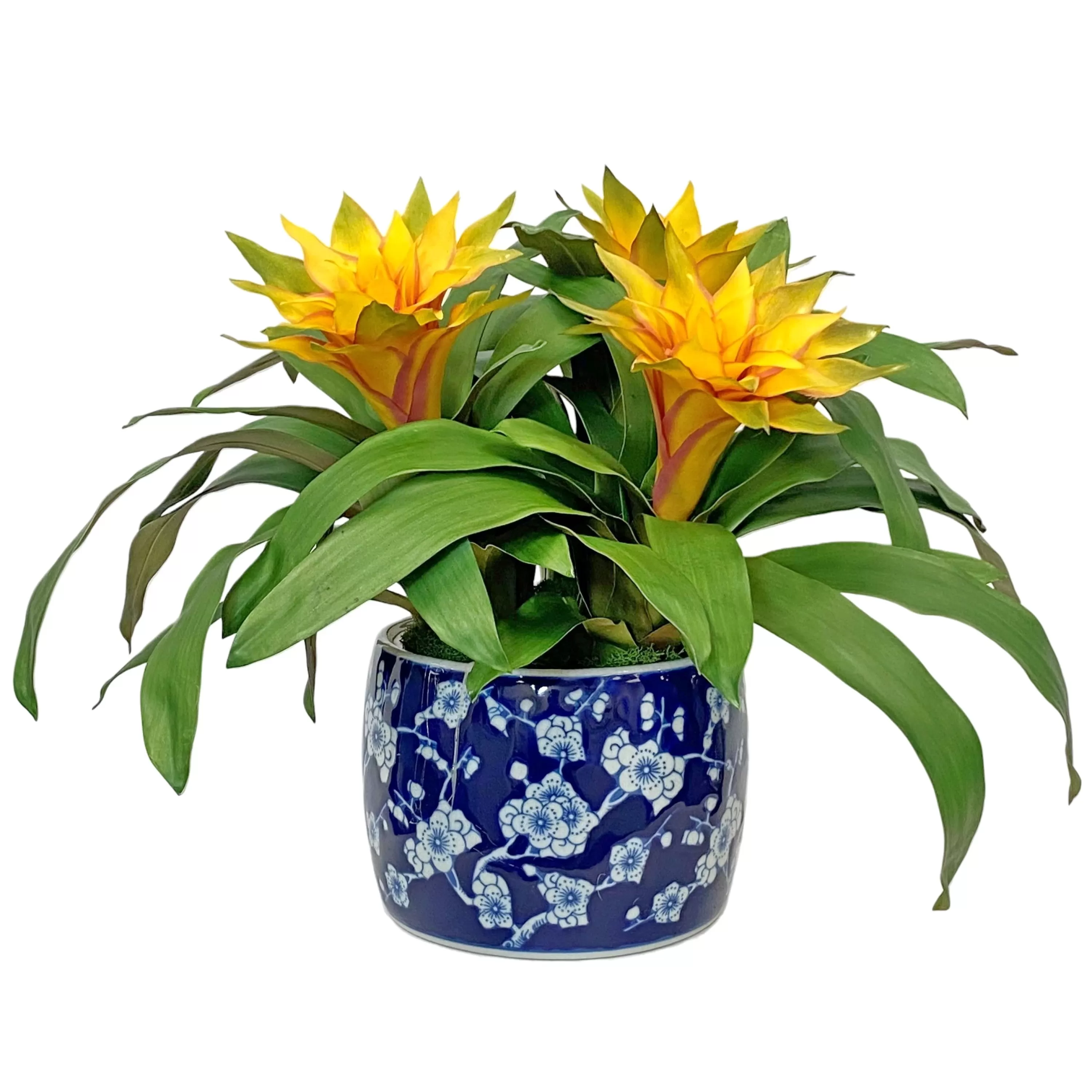 Flash Sale Bromeliad in Blossom Planter 20" Tabletop Greenery | Tabletop