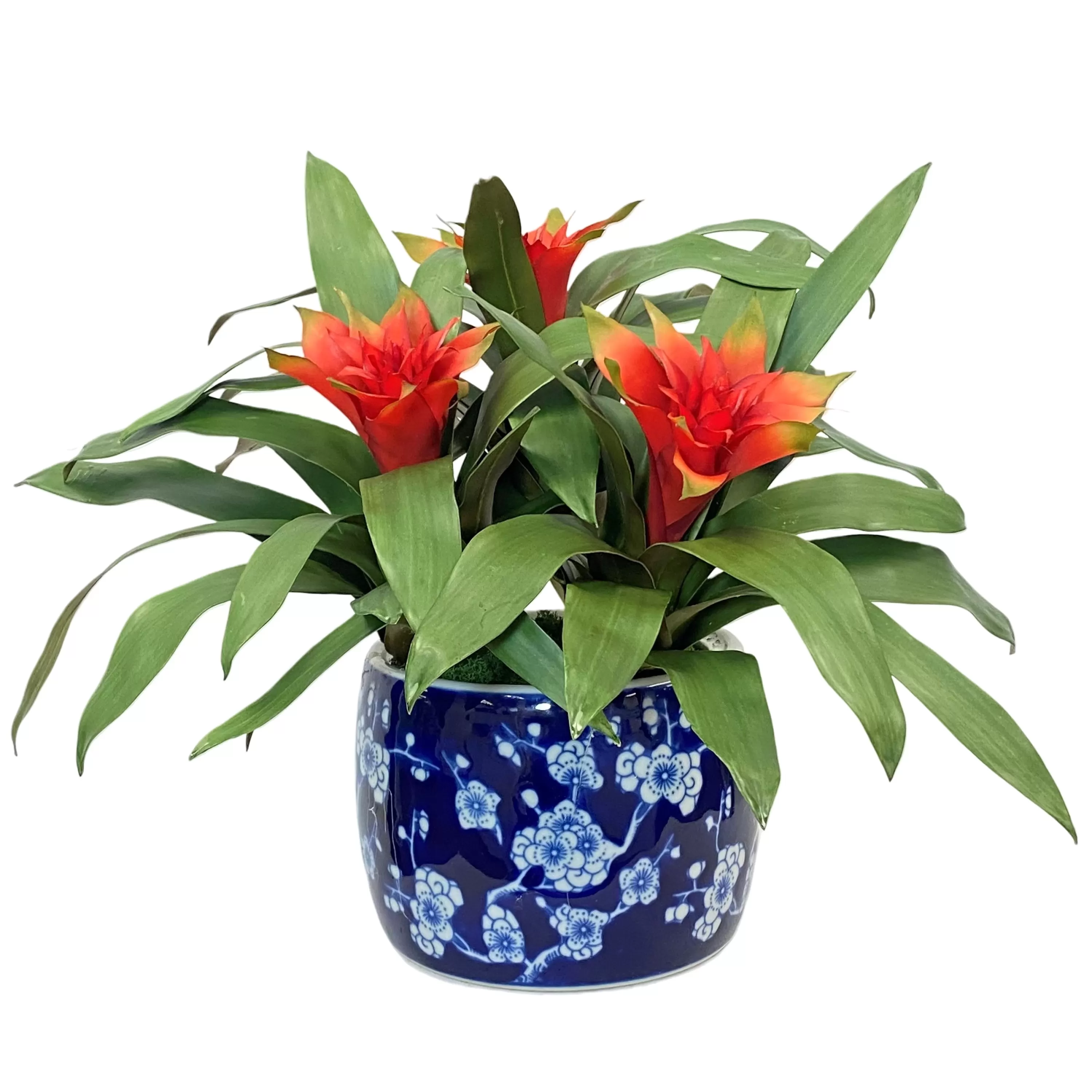 Cheap Bromeliad in Blossom Planter 18" Tabletop Greenery | Tabletop