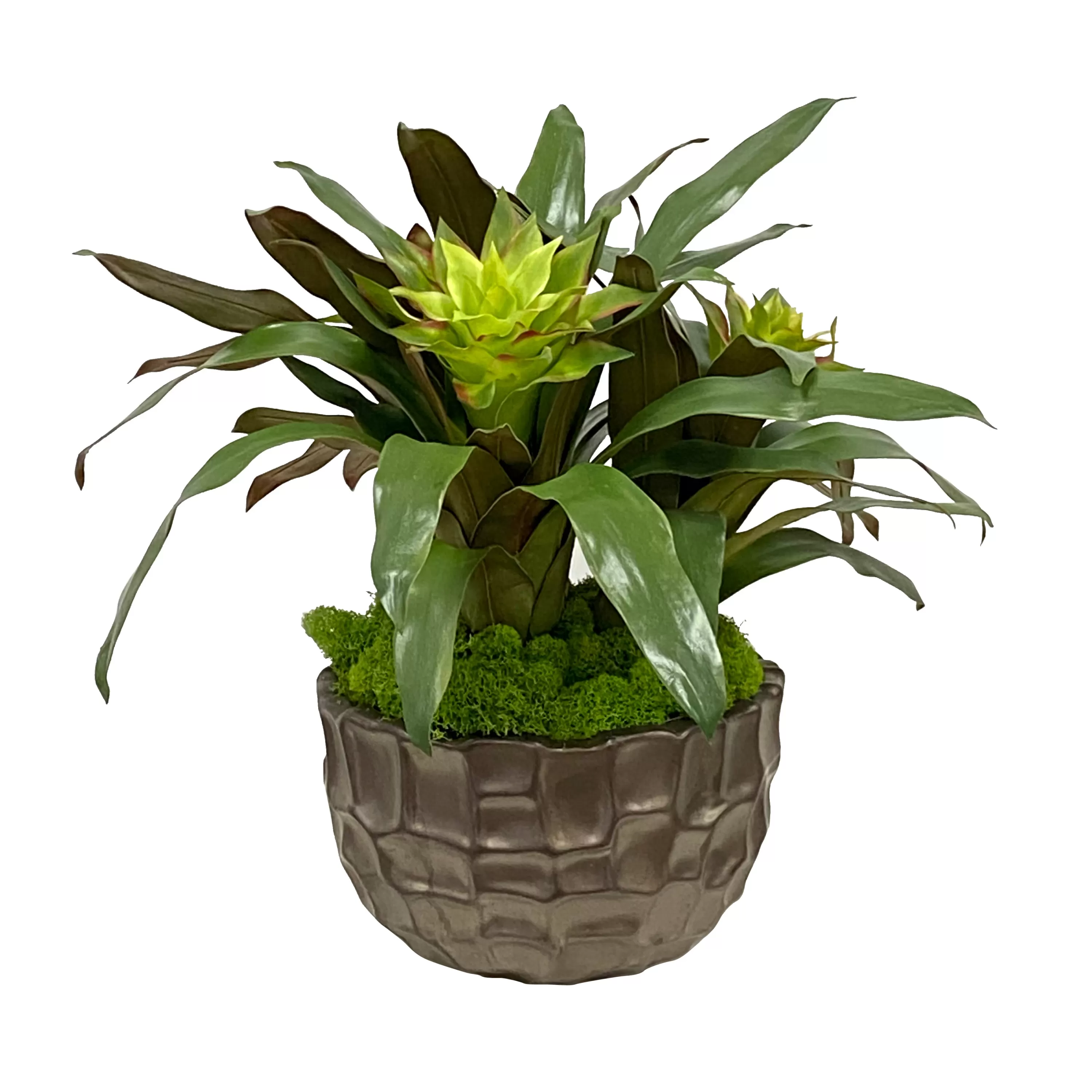 New Bromeliad Mix in Bowl 17" Urban