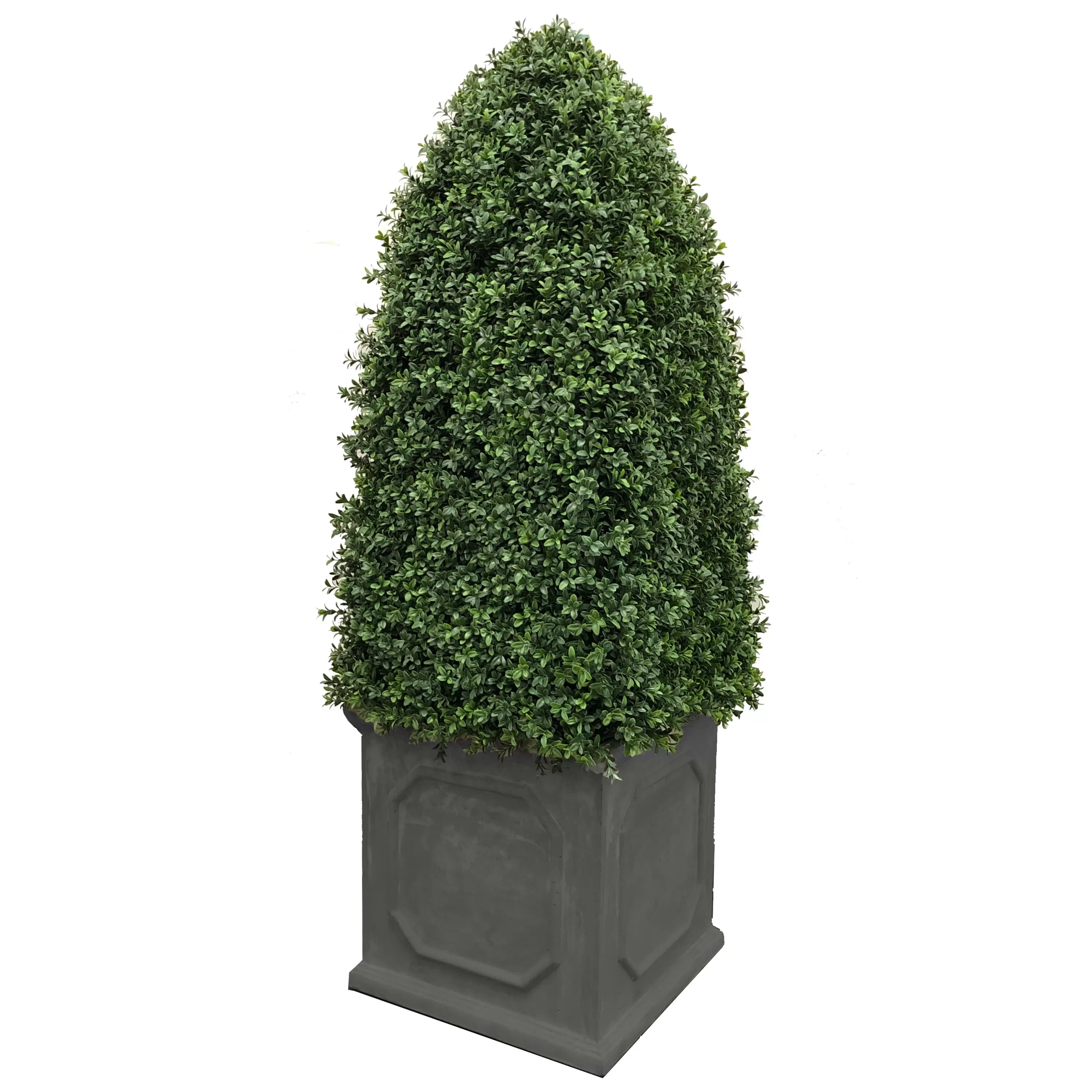 Fashion Bullet Boxwood in Planter 5' Indoor & Outdoor Boxwoods | Outdoor Patio