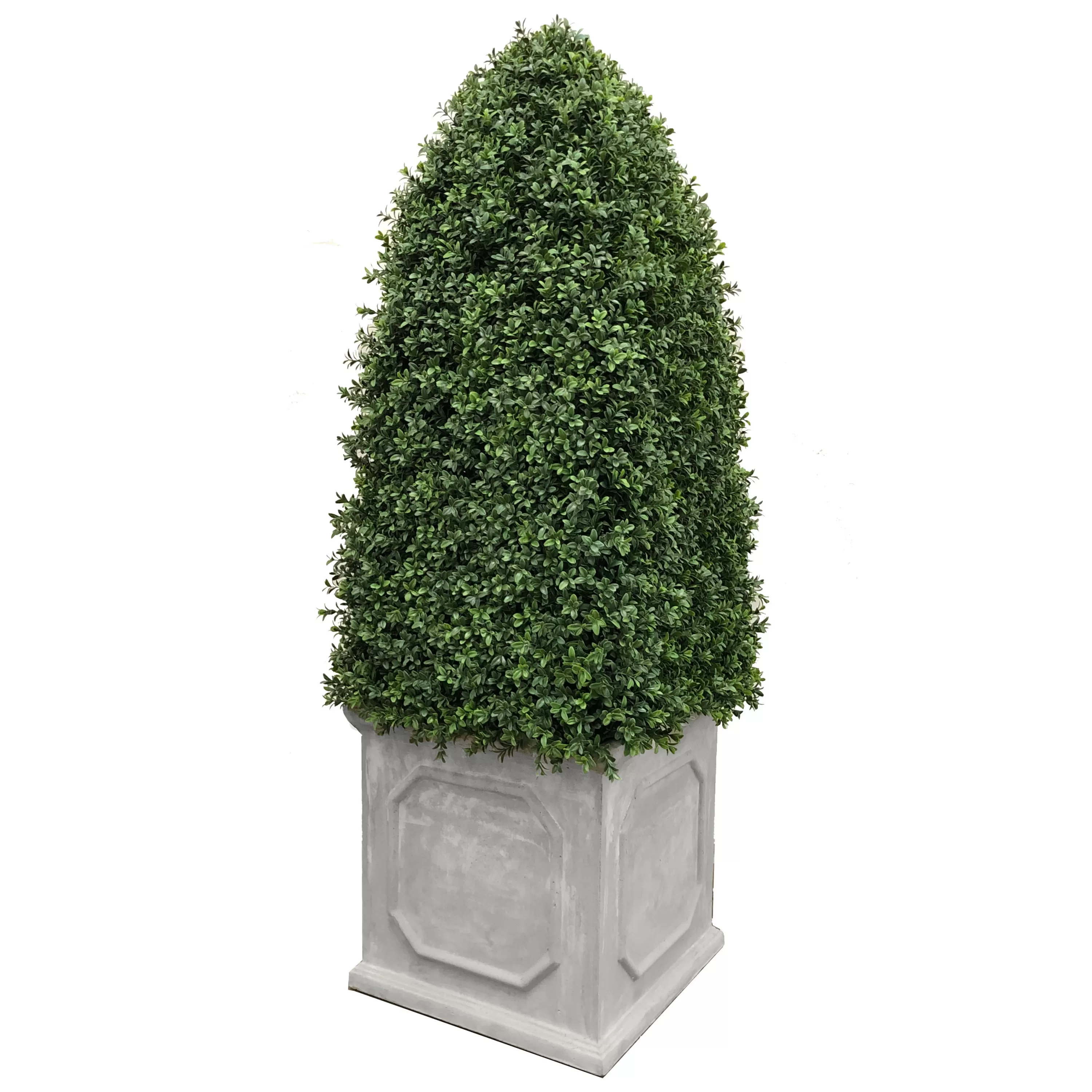 Clearance Bullet Boxwood in Planter 5' Indoor & Outdoor Boxwoods | Outdoor Patio