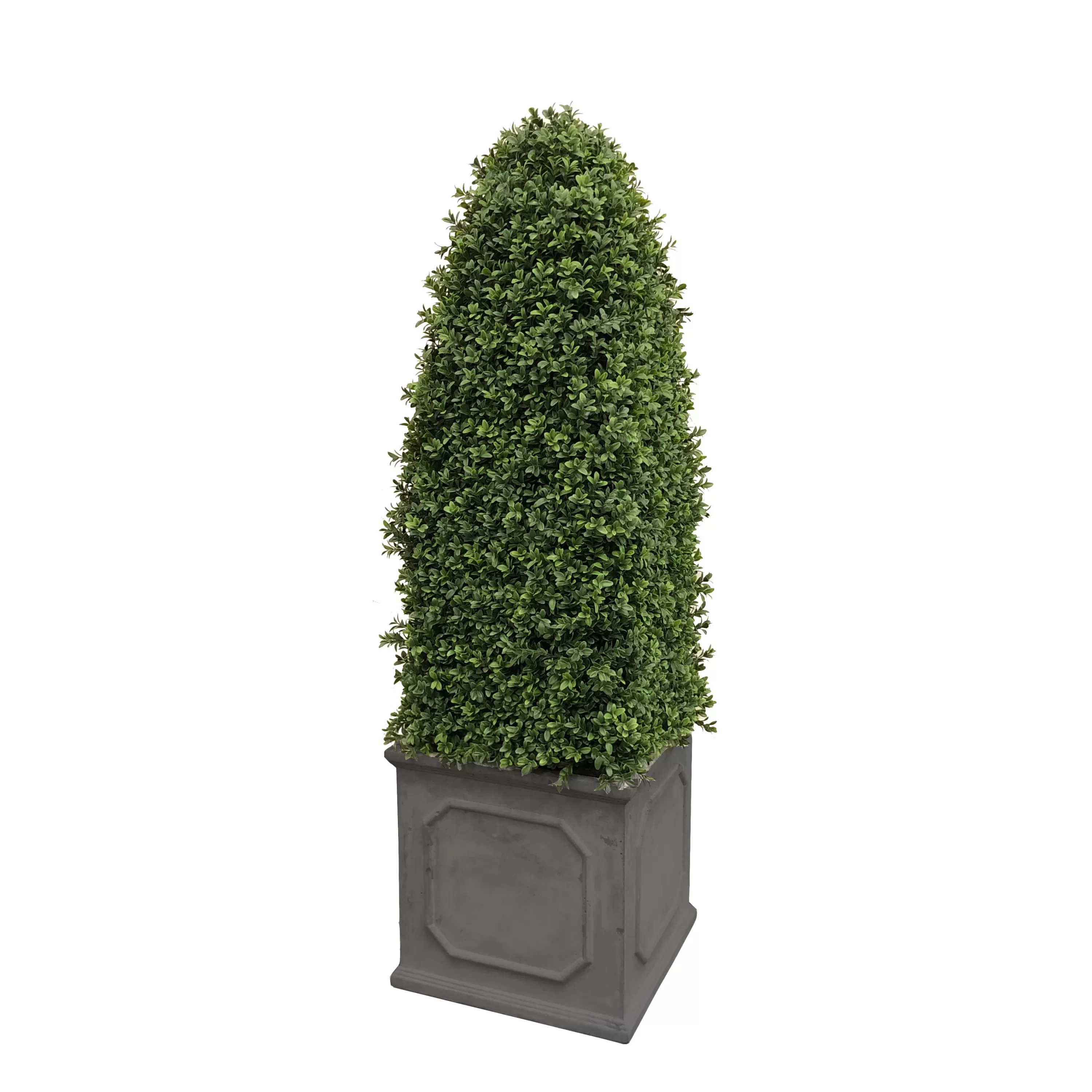 Best Sale Bullet Boxwood in Square Planter 4.5' Indoor & Outdoor Boxwoods | Outdoor Patio