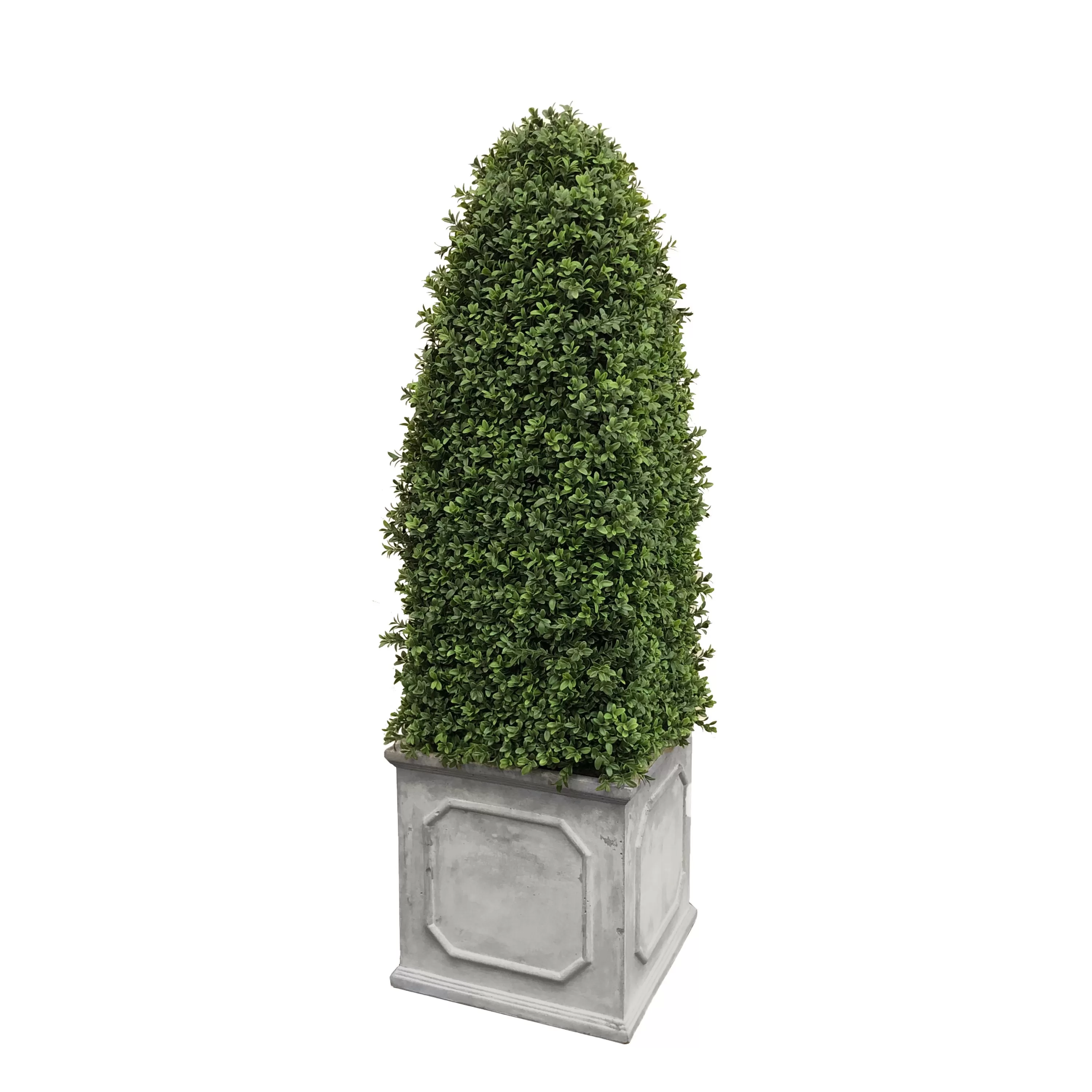 Best Bullet Boxwood in Square Planter 4.5' Indoor & Outdoor Boxwoods | Outdoor Patio