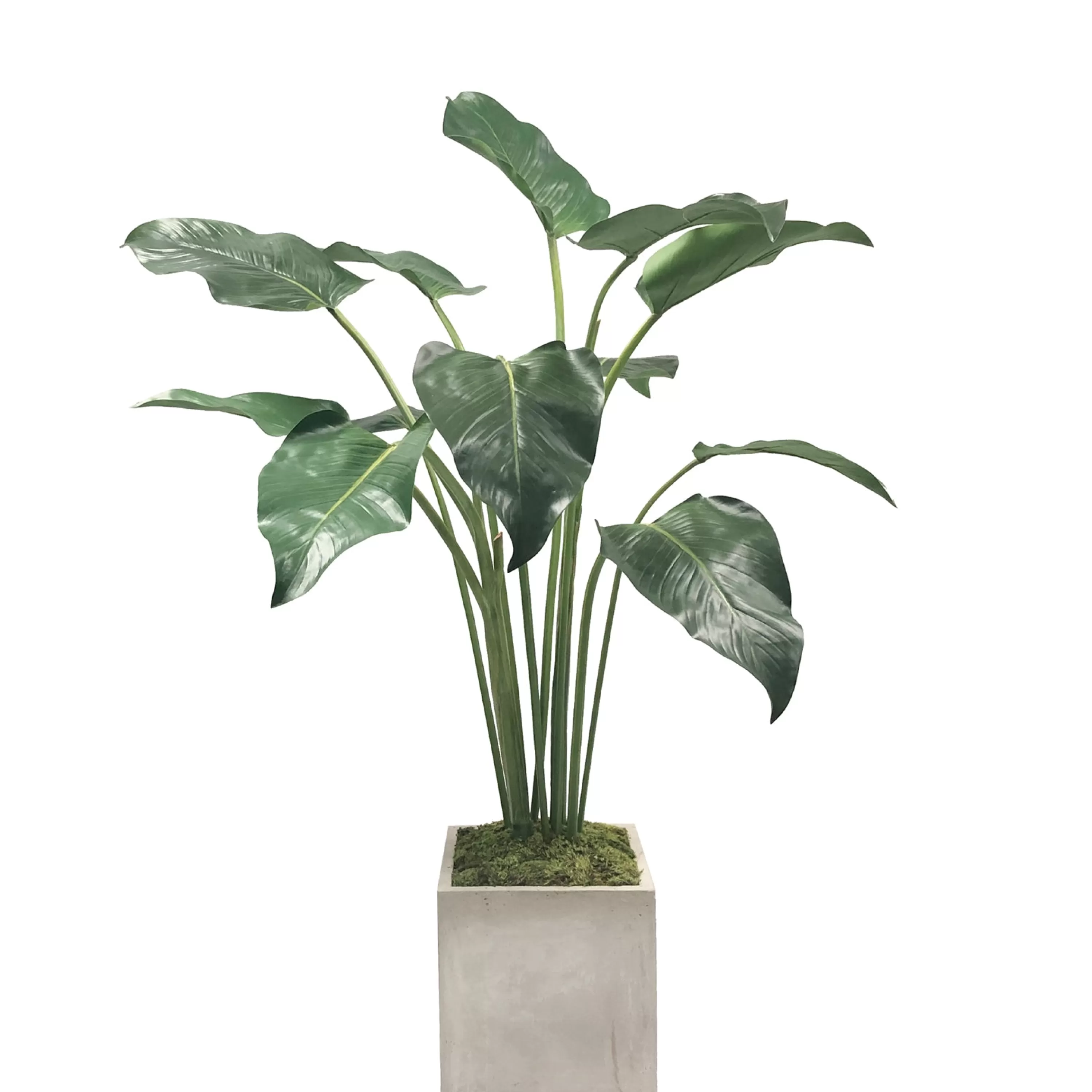 Sale CALLA LEAF IN SQUARE PLANTER 4.5' Large Trees