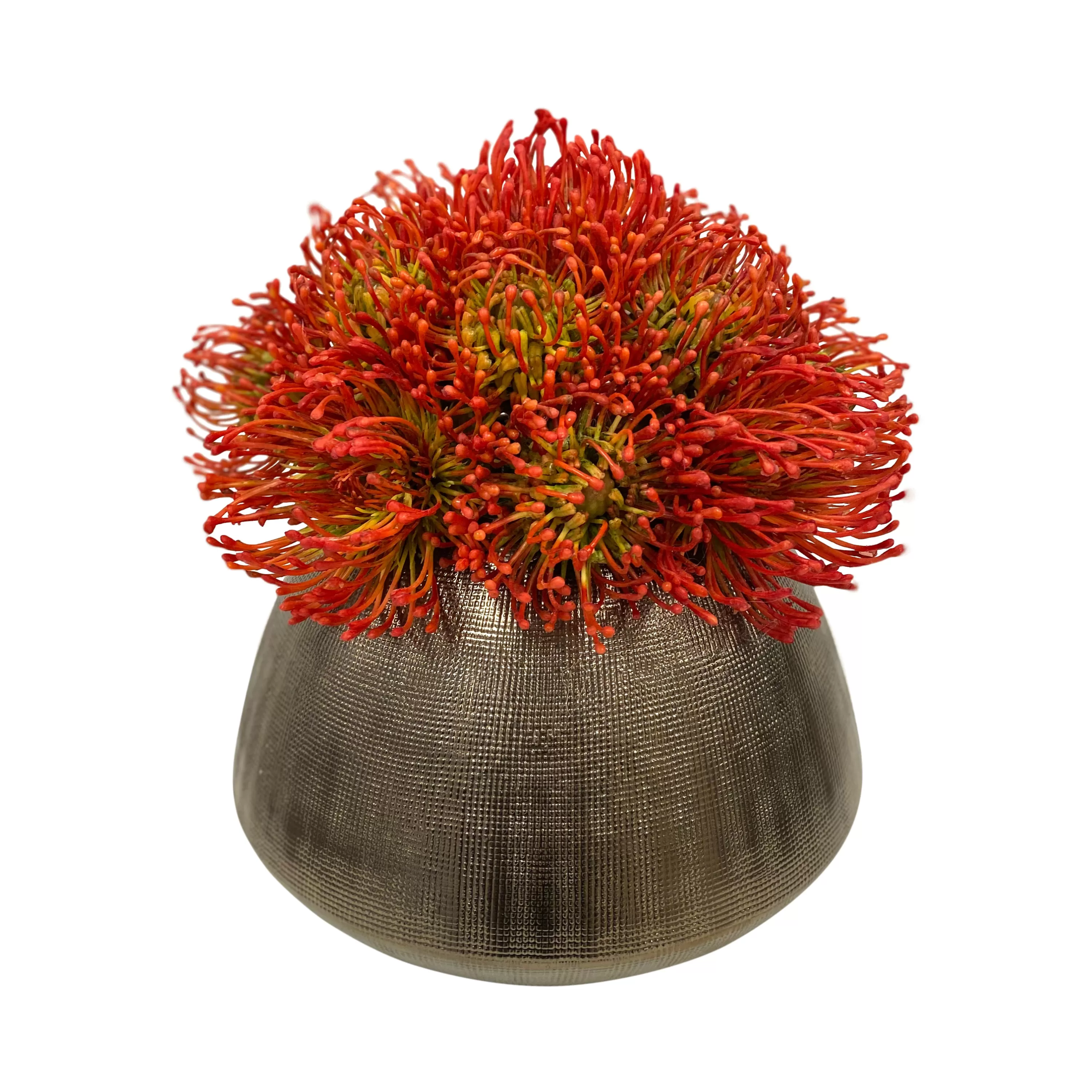 Cheap Cushion Protea in Cache Pot 11" Urban