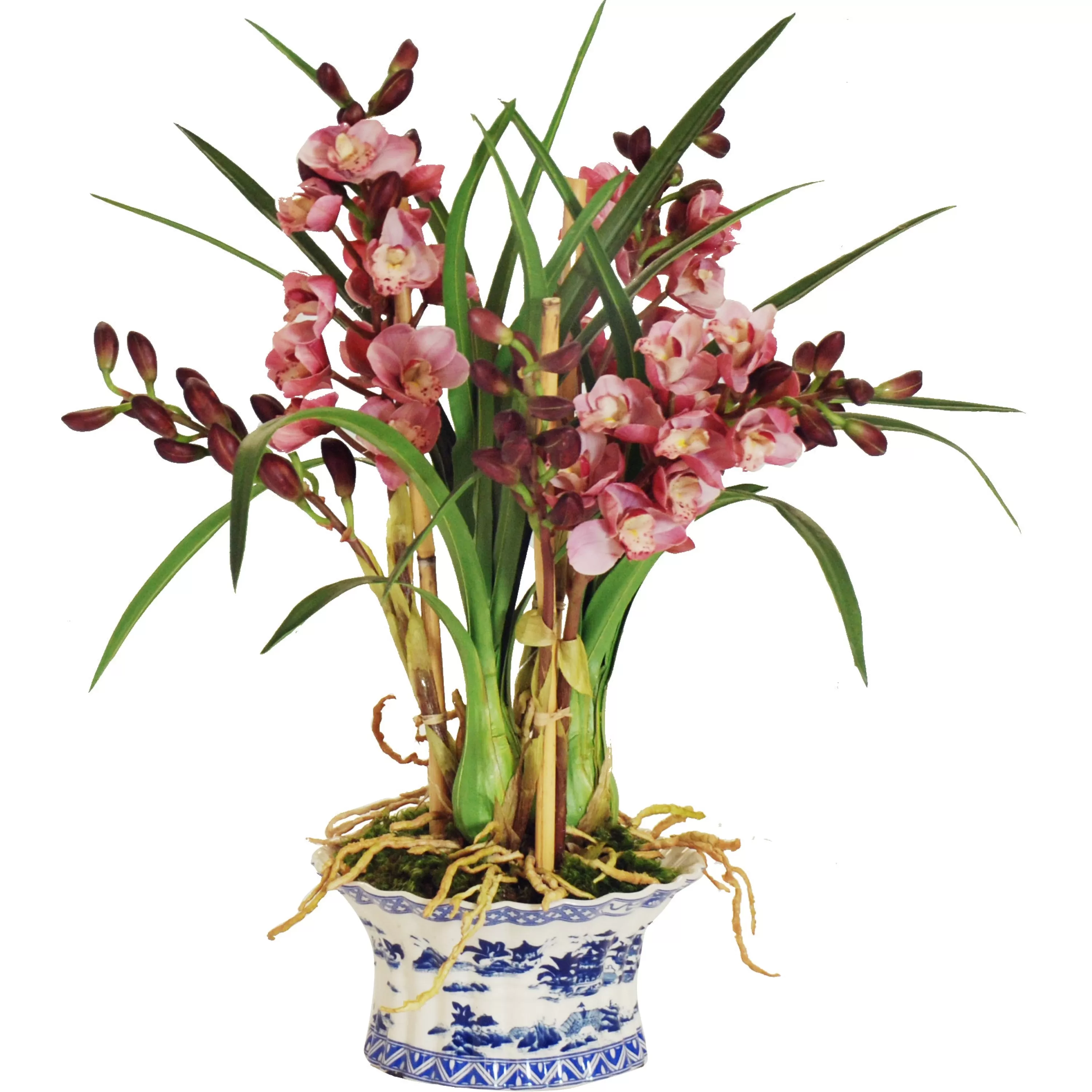 New Cymbidium Orchid in Oval Pot 27" Highland Park