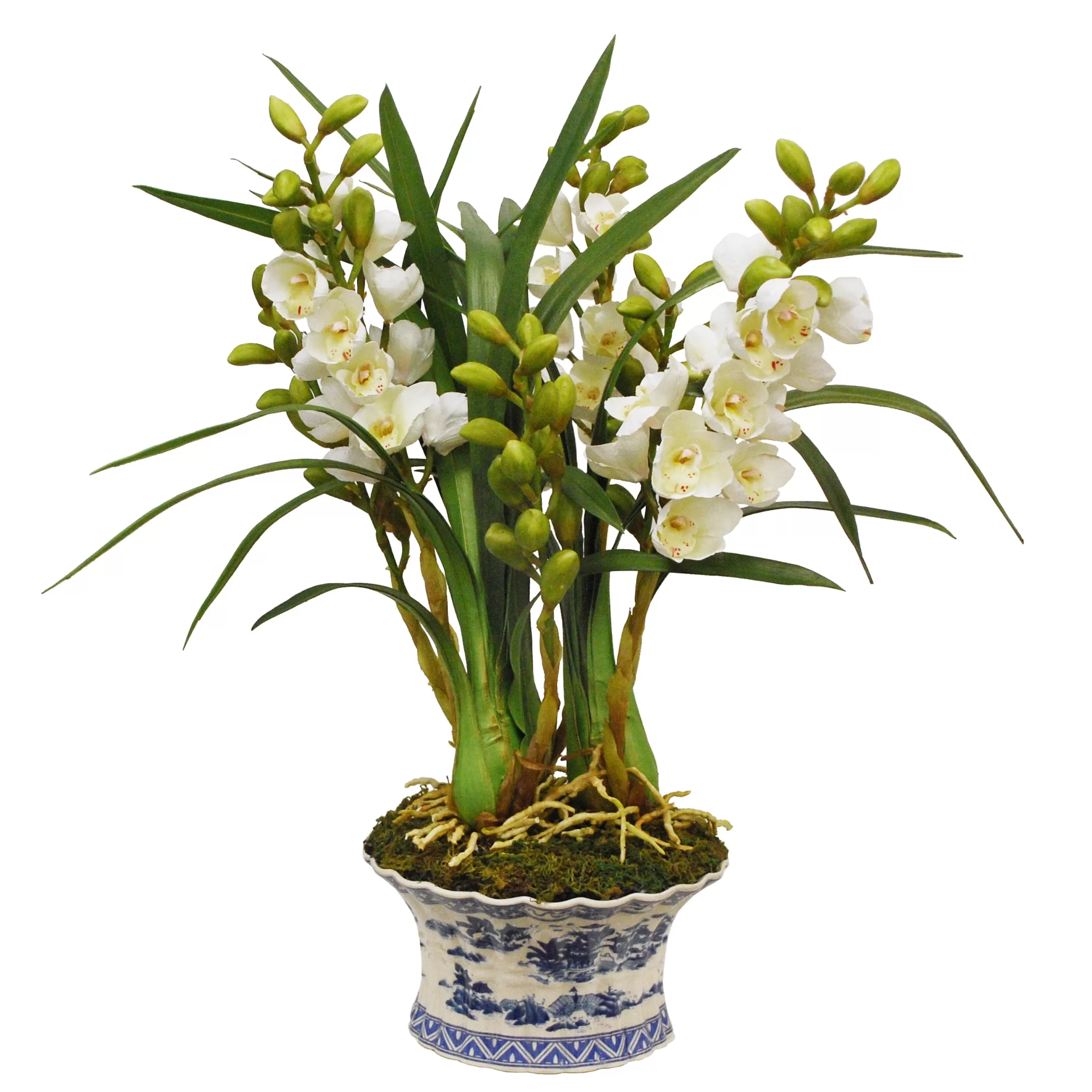 Clearance Cymbidium Orchid in Oval Pot 27" Highland Park