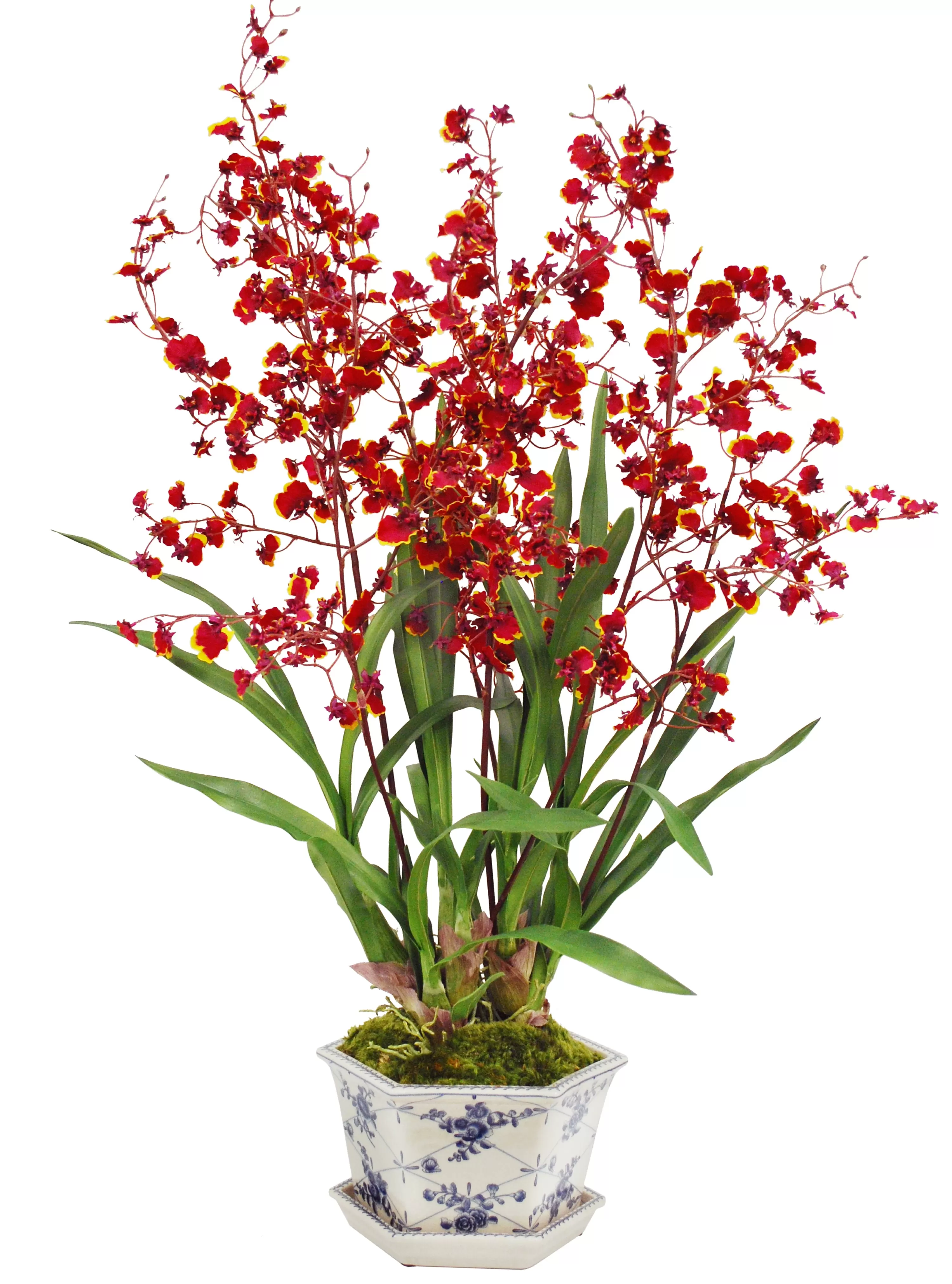 Best Dancing Lady Orchid in Rose Trellis Cache Pot 36" Our Favorite Holiday Decor