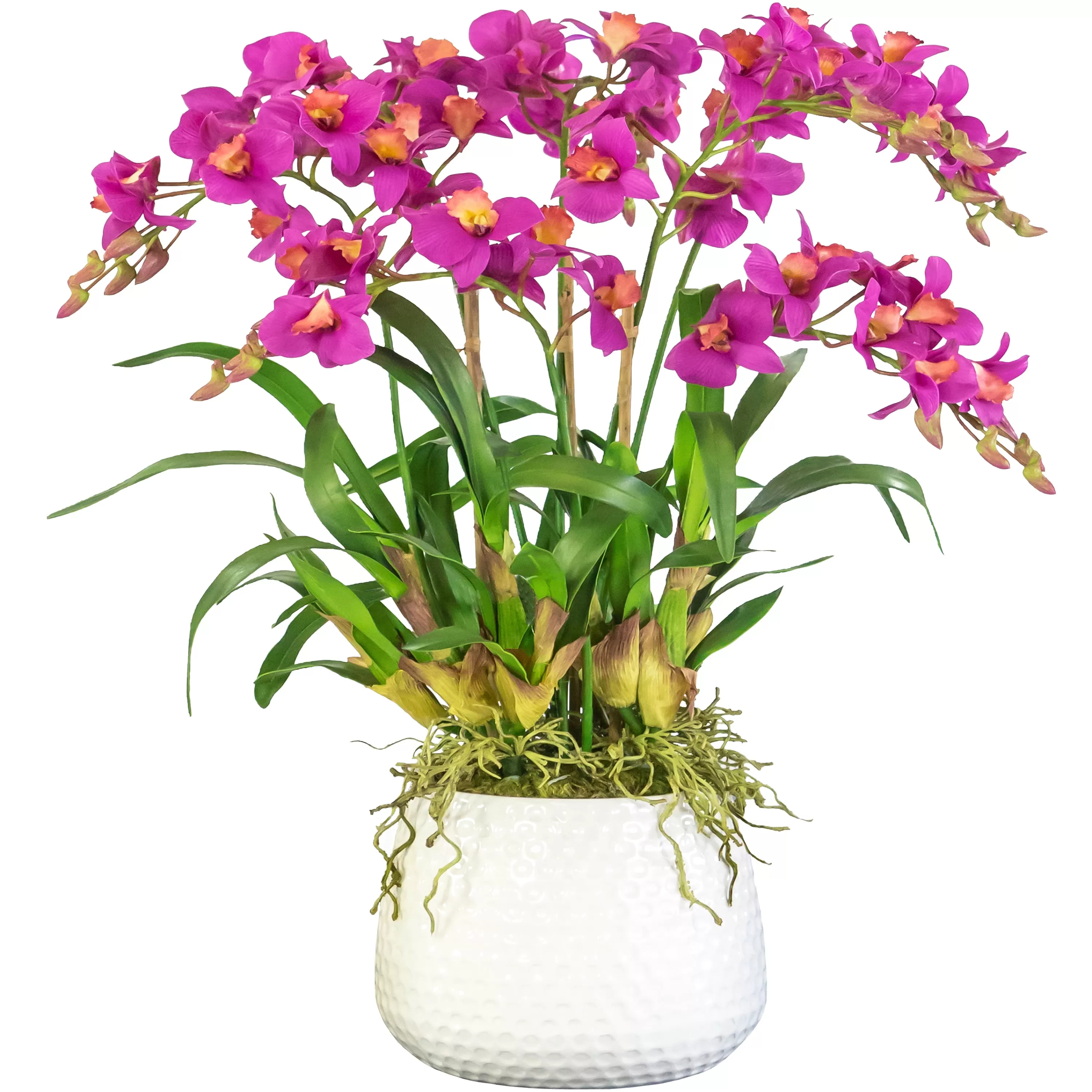 Clearance DANCING ORCHID IN DURIAN CACHE POT (WHD243-OH) Tabletop