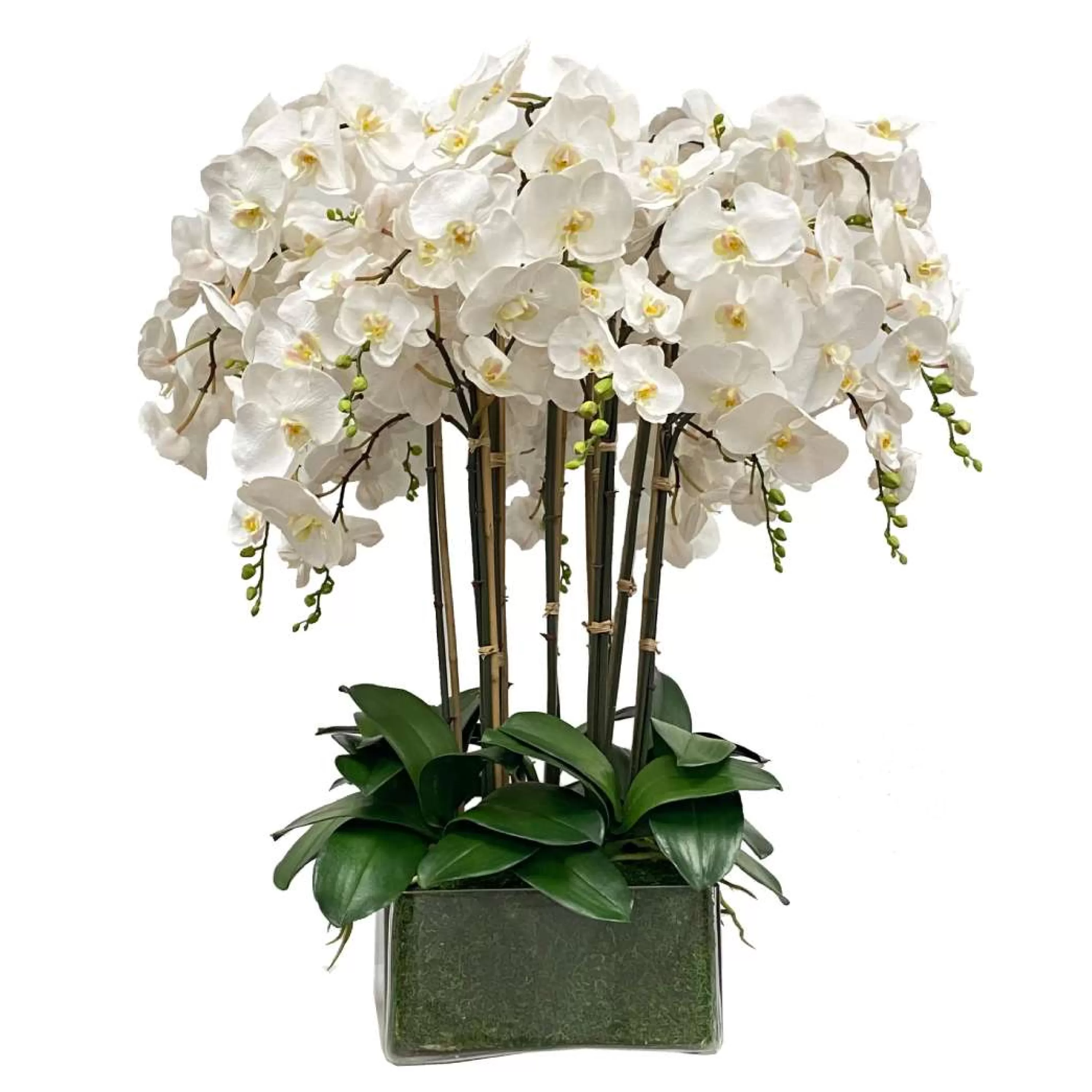 Best Sale Deluxe Orchid in Square Glass 36" Manhattan