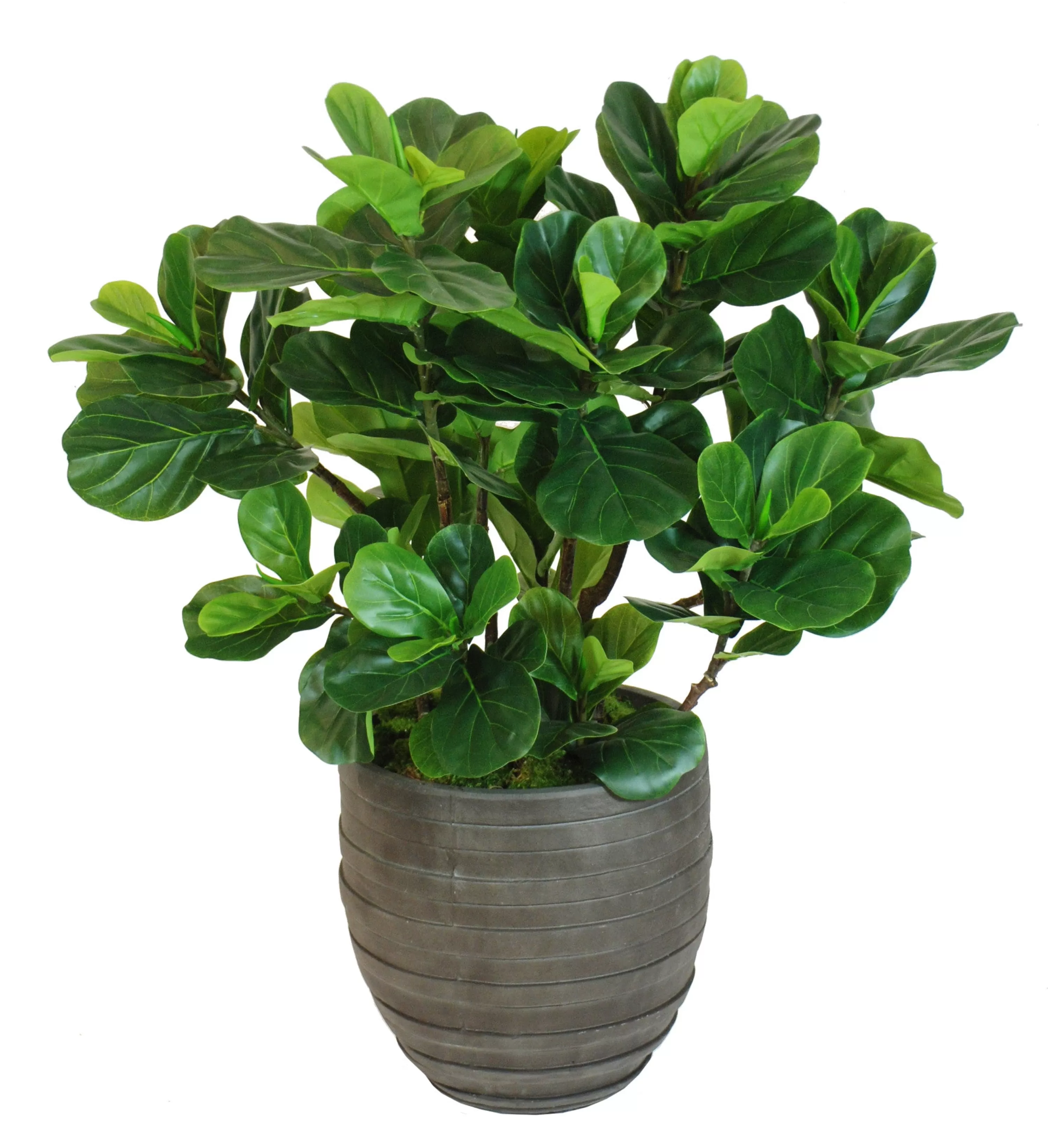 Flash Sale FIDDLE LEAF FIG TREE IN ROUND SPIRAL URN 4' Large Trees