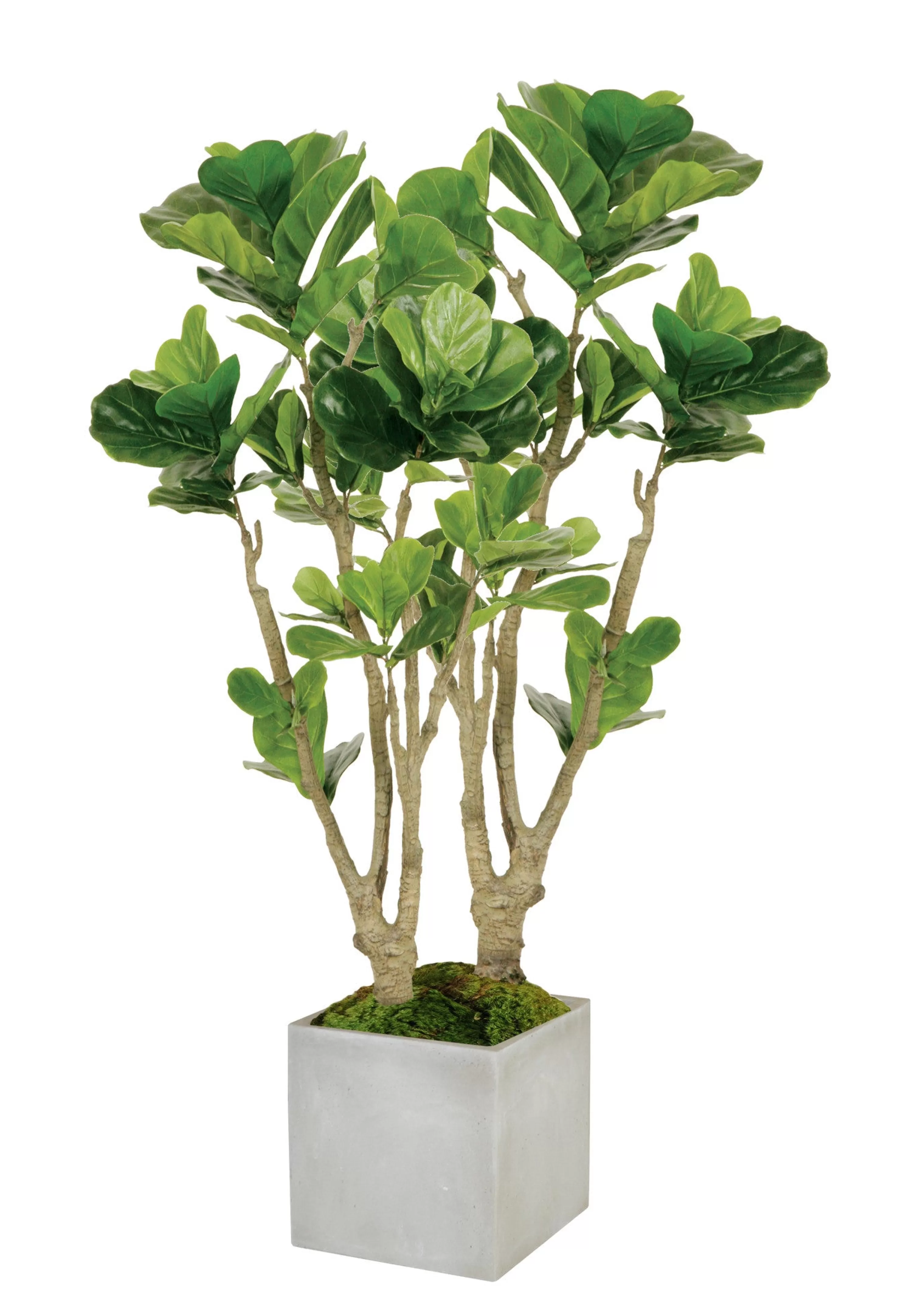 Outlet Fiddle Leaf Fig Tree in Square Planter 4.5' Large Trees | Outdoor Patio