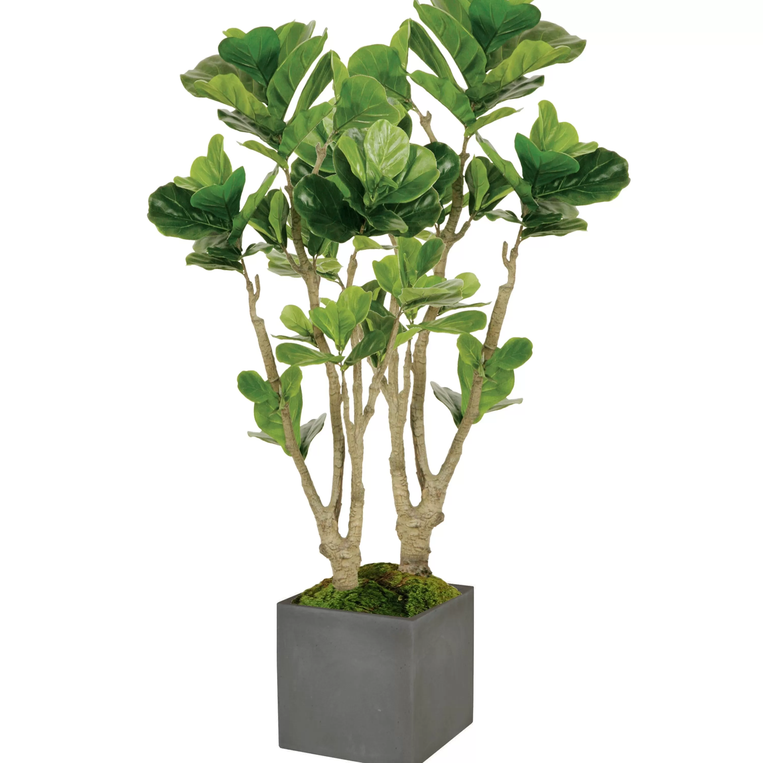 Flash Sale Fiddle Leaf Fig Tree in Square Planter 4.5' Large Trees | Outdoor Patio