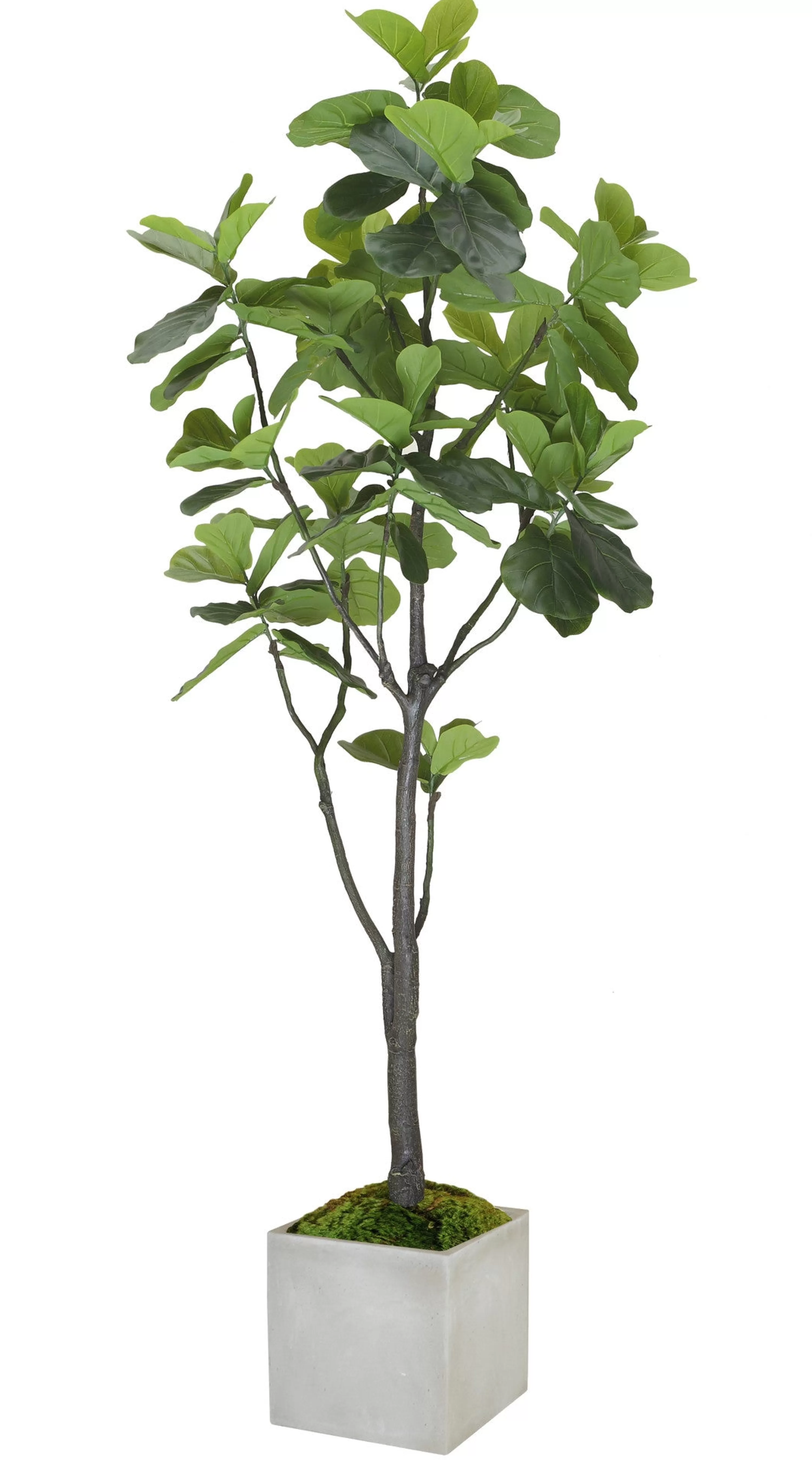 Best FIDDLE LEAF FIG TREE IN SQUARE PLANTER 6' Large Trees