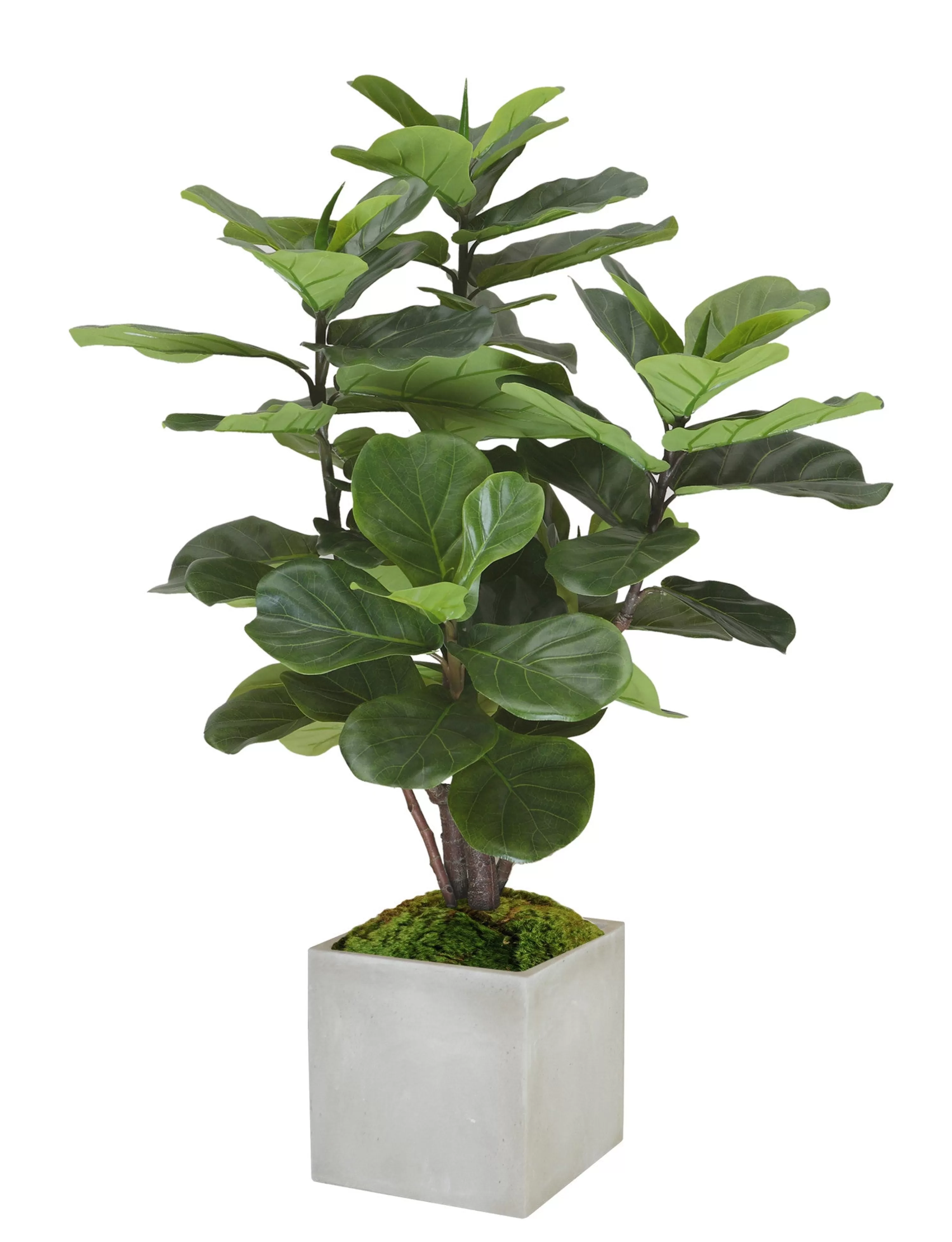 Hot FIDDLE LEAF FIG TREE IN SQUARE PLANTER 4' Large Trees