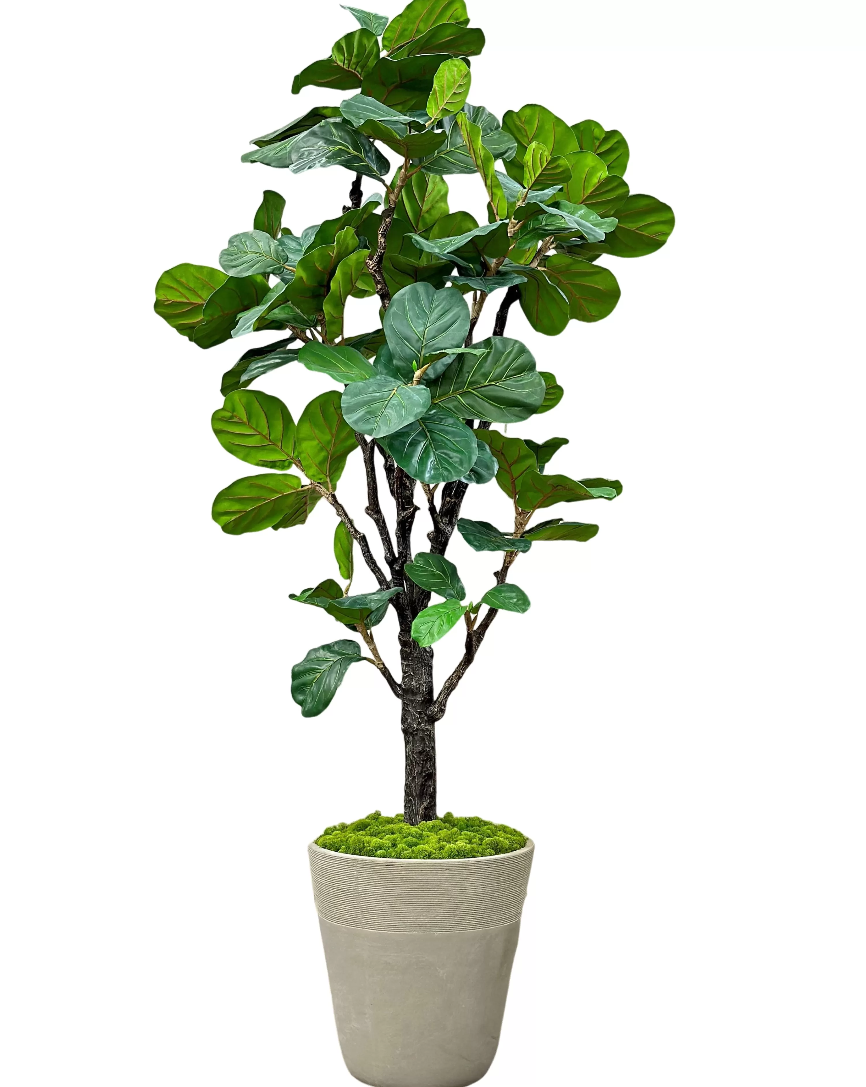 Store Fiddle Leaf Tree in Planter 96" Large Trees