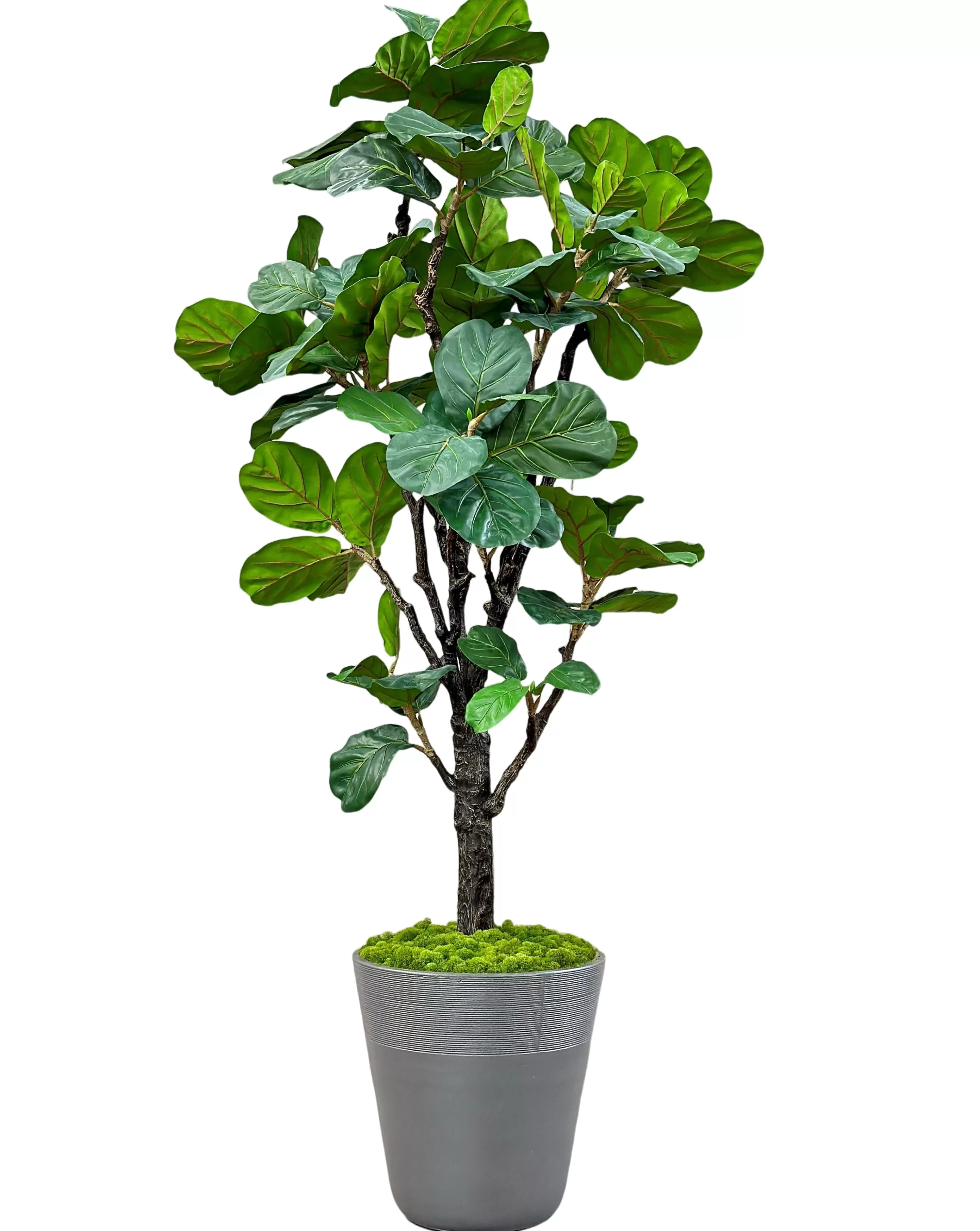 Online Fiddle Leaf Tree in Planter 96" Large Trees