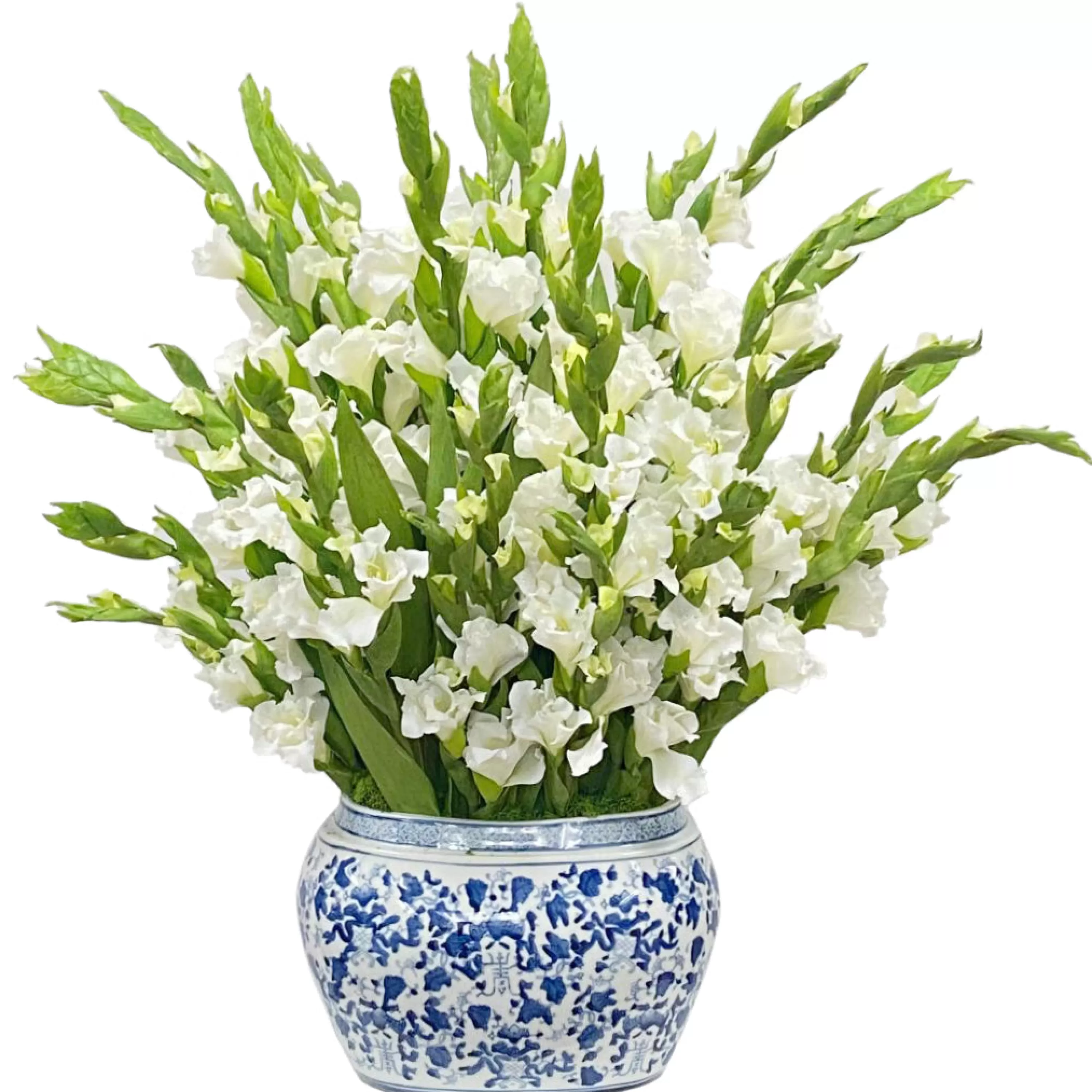 Store GLADIOLUS IN OVAL PLANTER 29" Highland Park