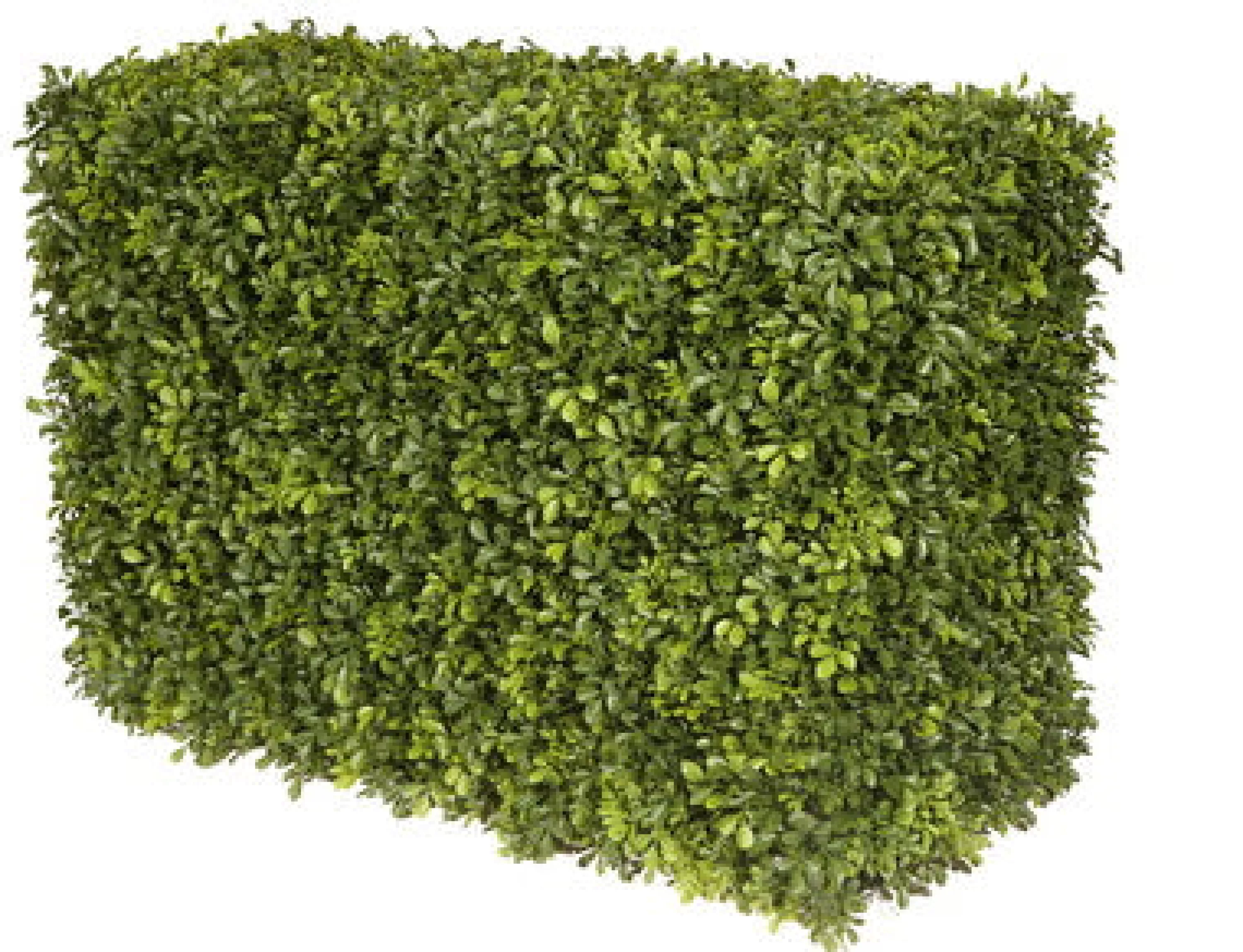 Cheap JAPANESE BOXWOOD HEDGE 21" Indoor & Outdoor Boxwoods | Outdoor Patio