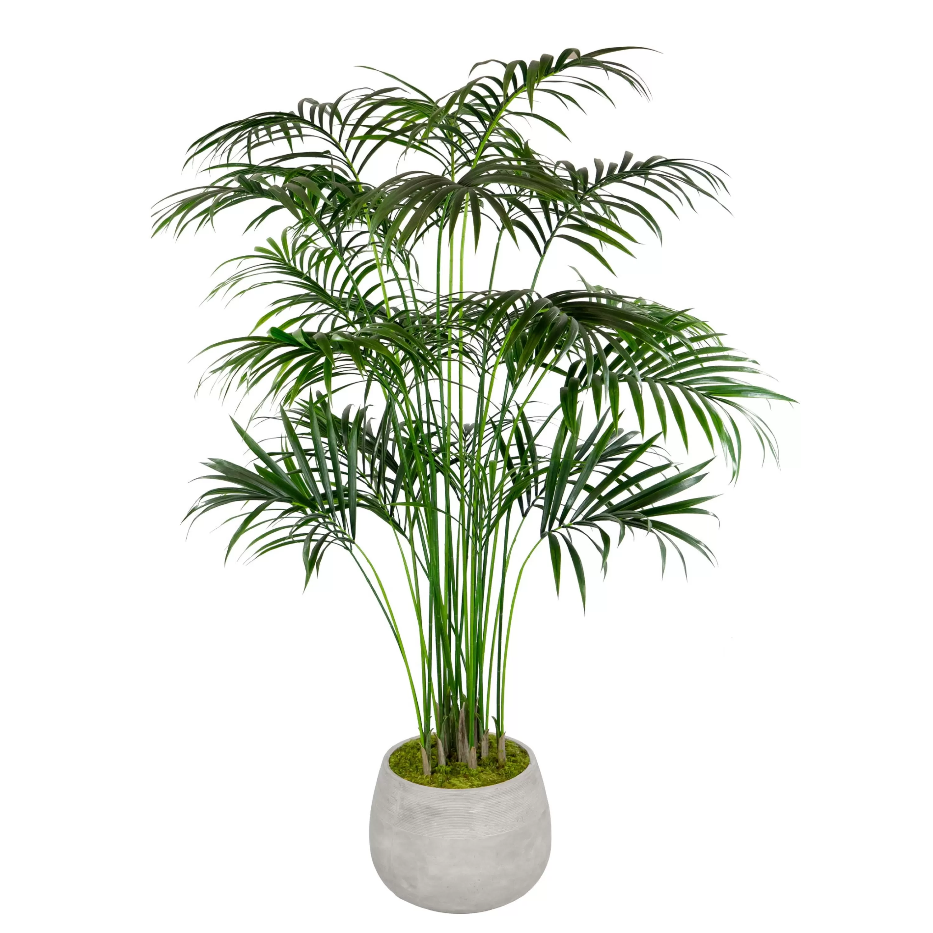 Fashion KENTIA PALM IN STONECAST PLANTER 7' Outdoor Patio