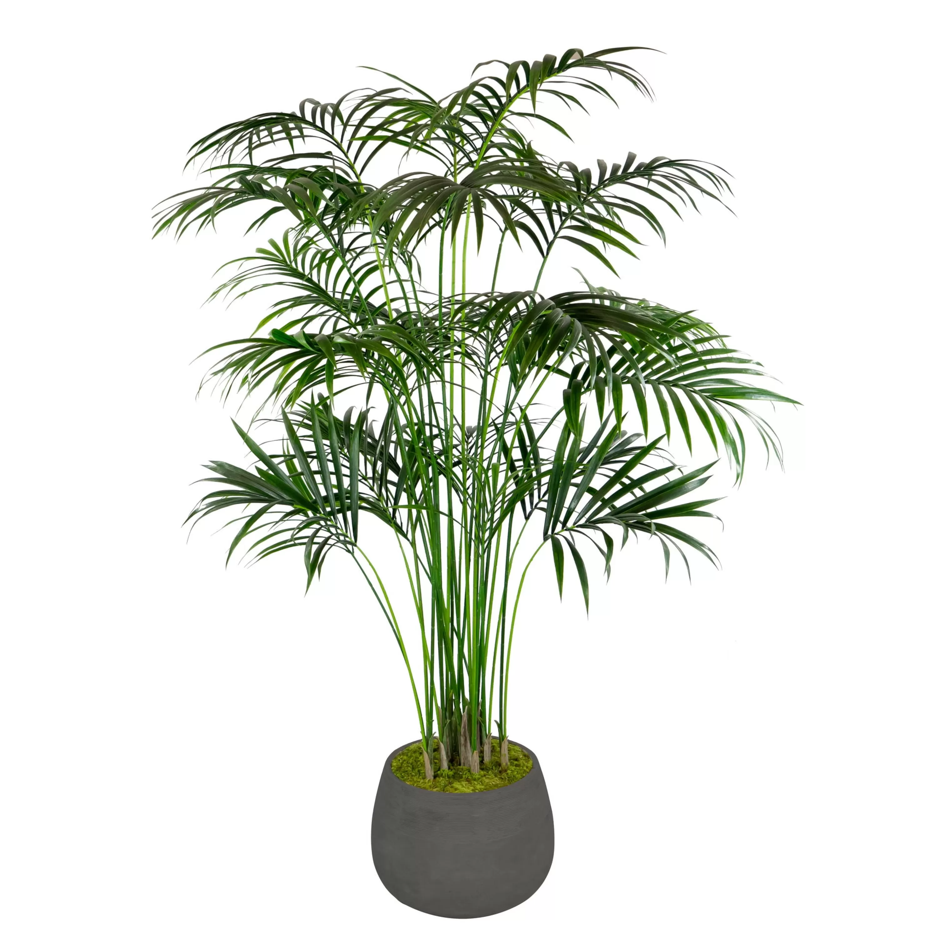 Online KENTIA PALM IN STONECAST PLANTER 7' Outdoor Patio