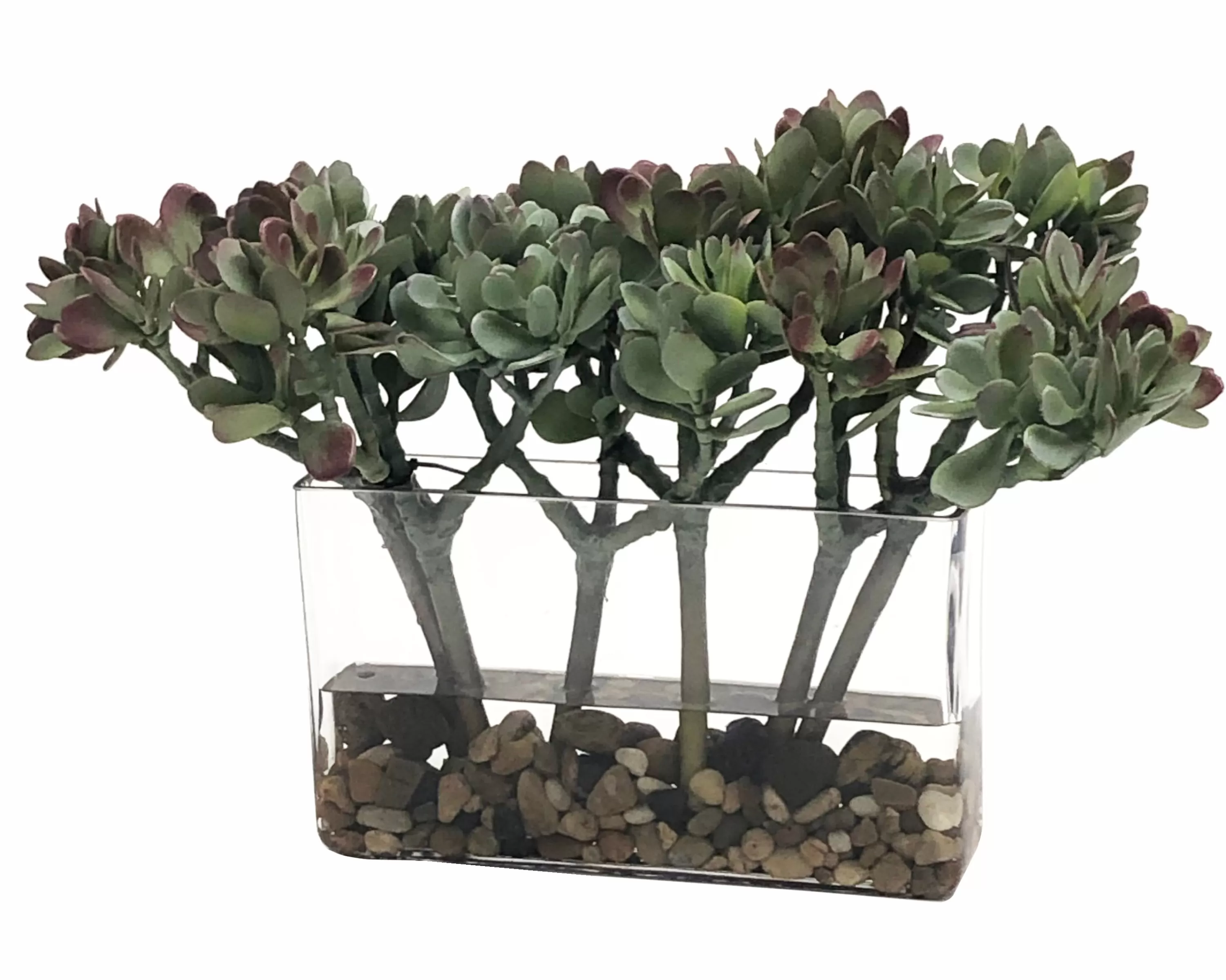 Fashion MACDOUGALLII IN RECTANGLE VASE 13" Succulent Arrangements