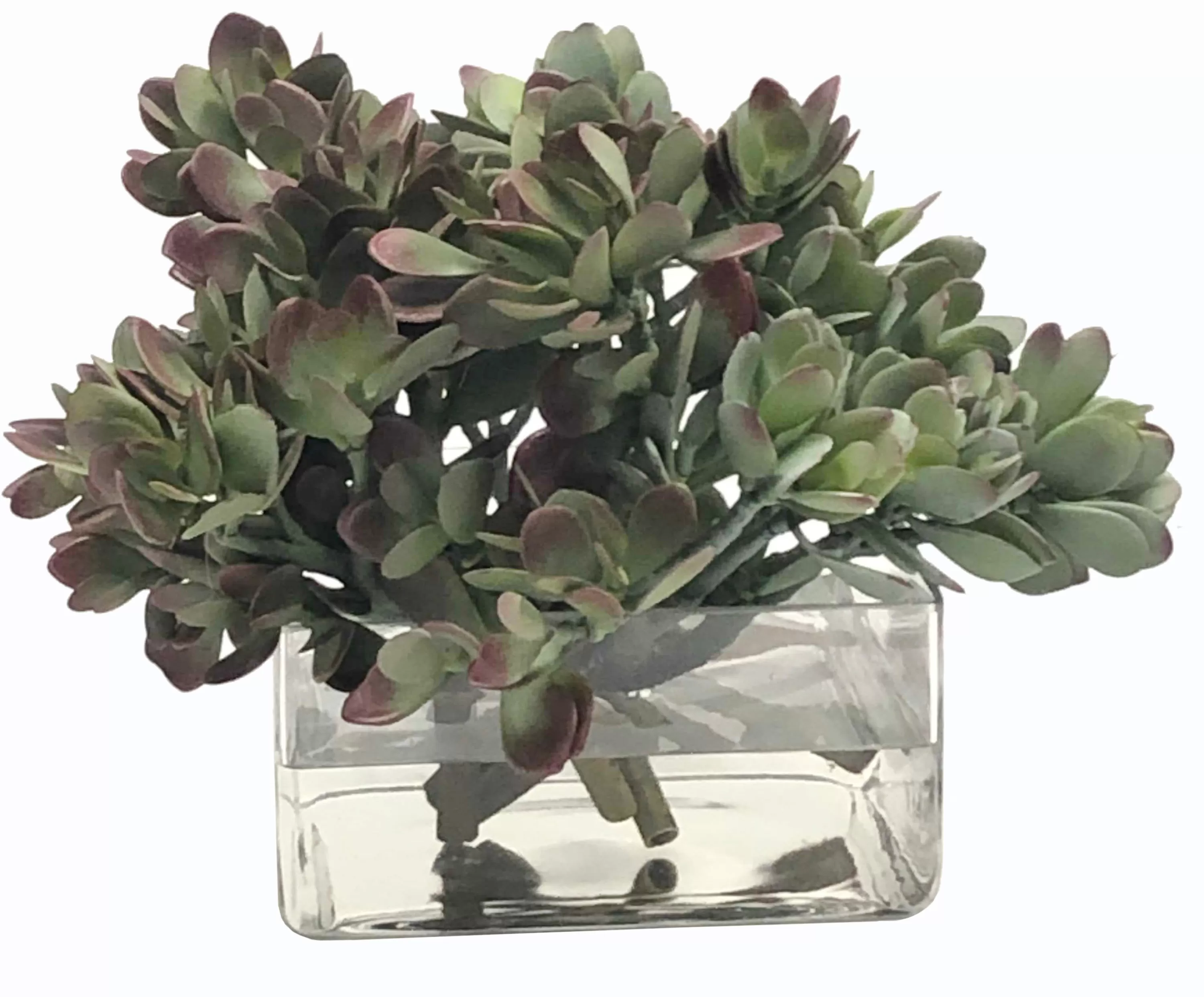 New MACDOUGALLII IN SQUARE VASE 10" Succulent Arrangements