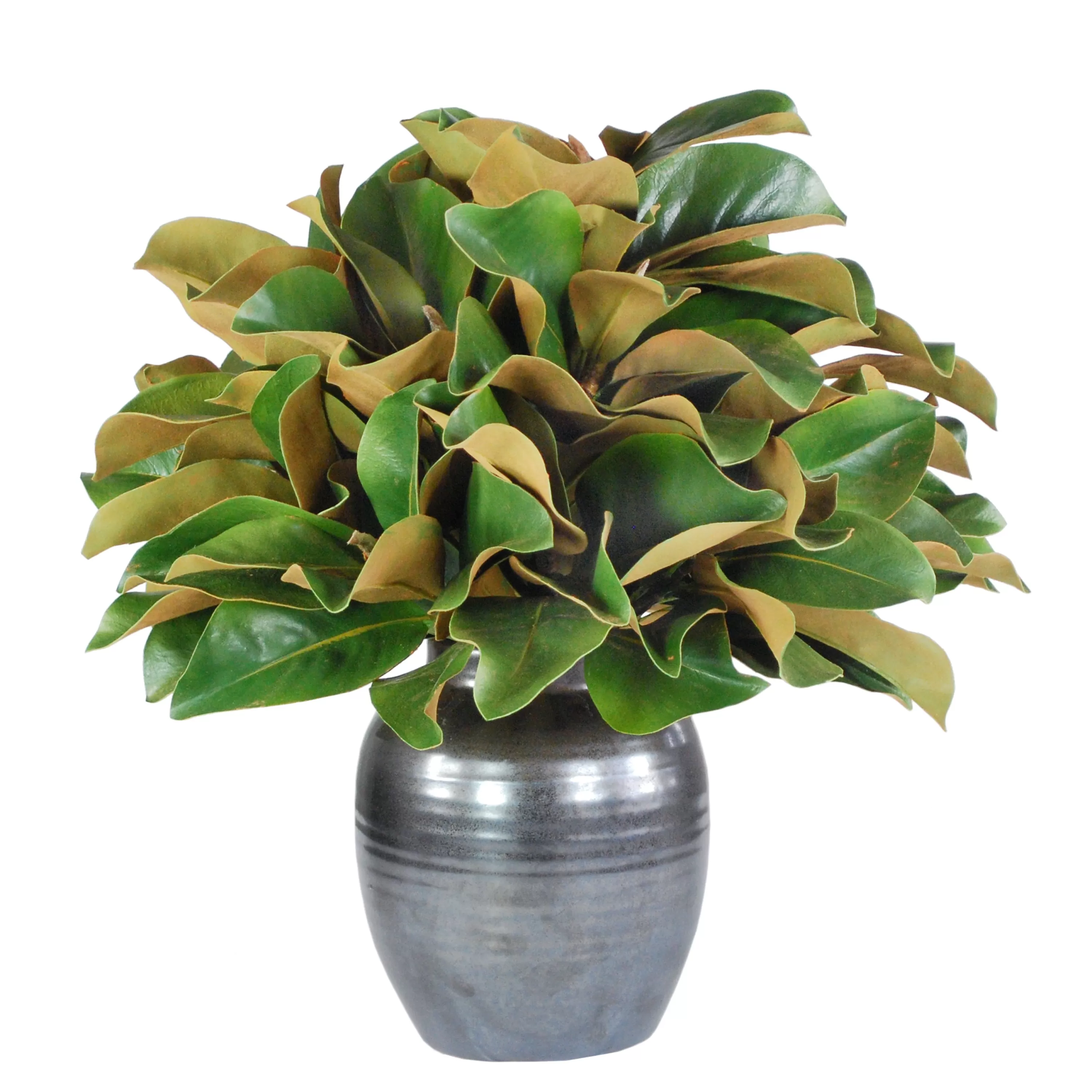 Clearance Magnolia in Crete Pot 21" Luxurious Fall Favorites