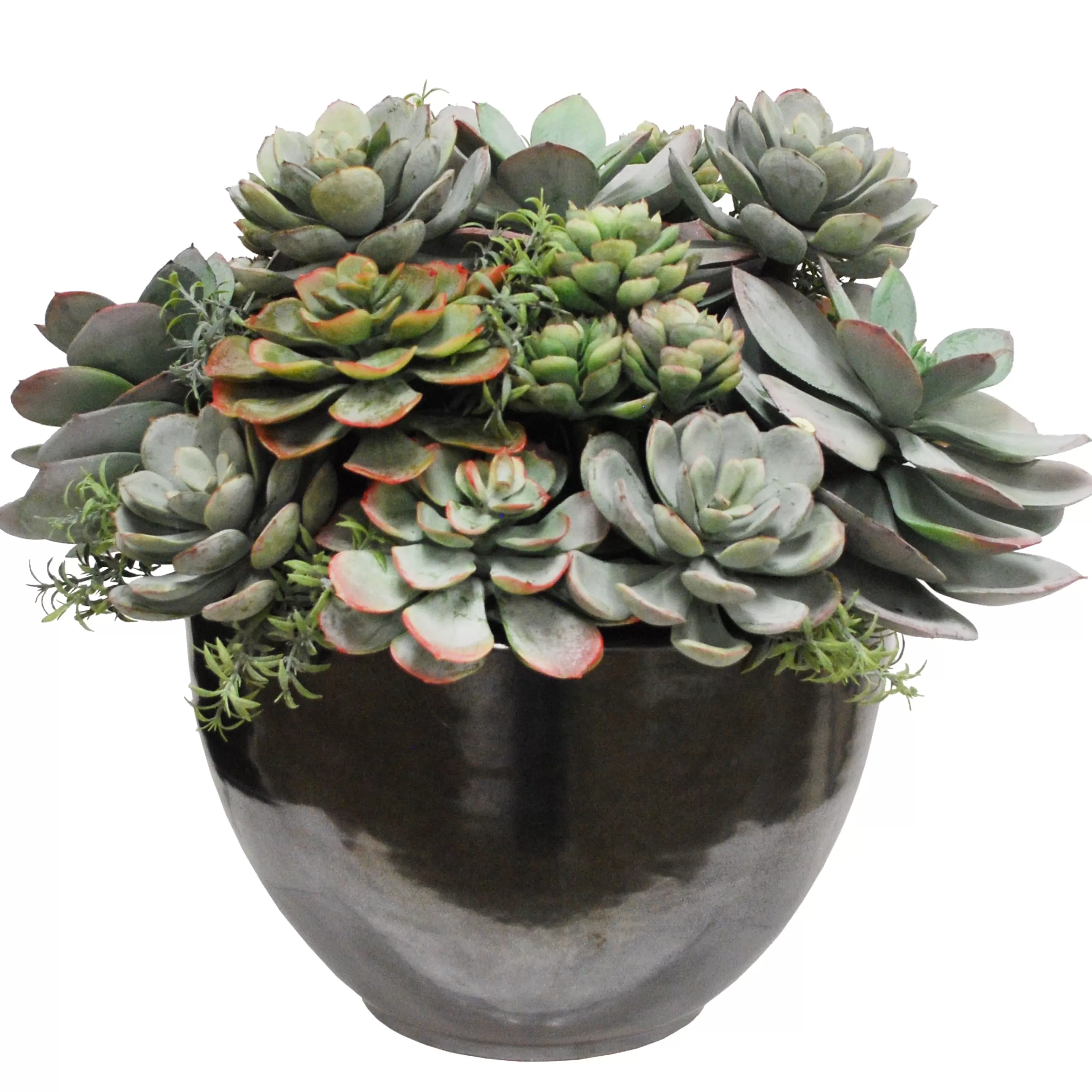 Fashion Mix Succulent in Crete Bowl 15" Succulent Arrangements | Urban