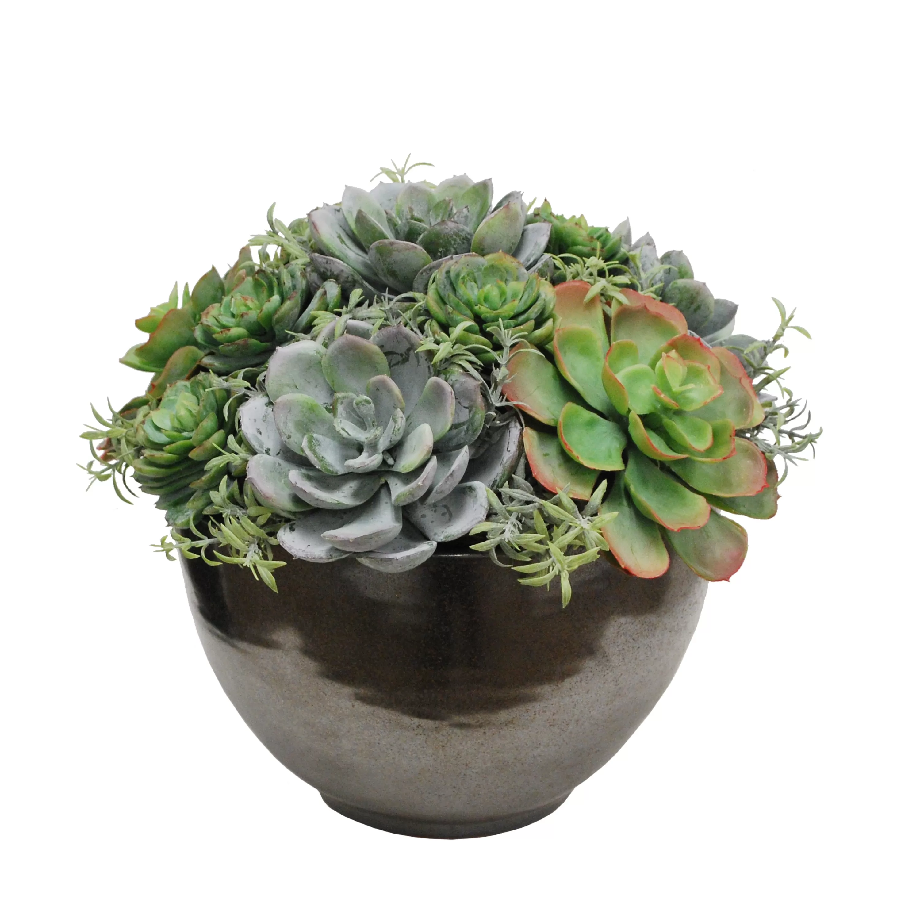 New MIX SUCCULENT IN CRETE BOWL 10" Succulent Arrangements | Tabletop