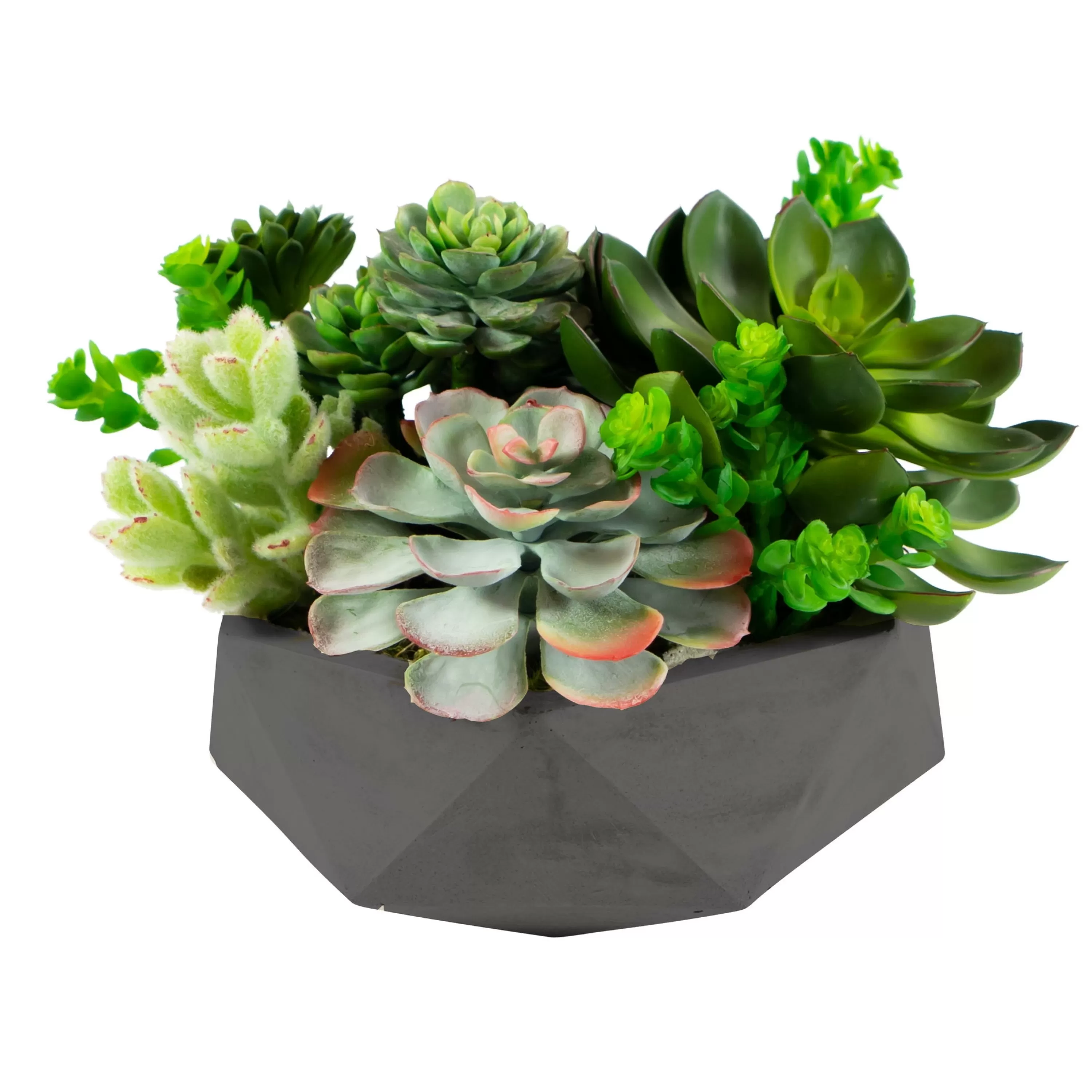 Best Sale Mix Succulent in Hexagon Pot 8" Succulent Arrangements | Outdoor Patio